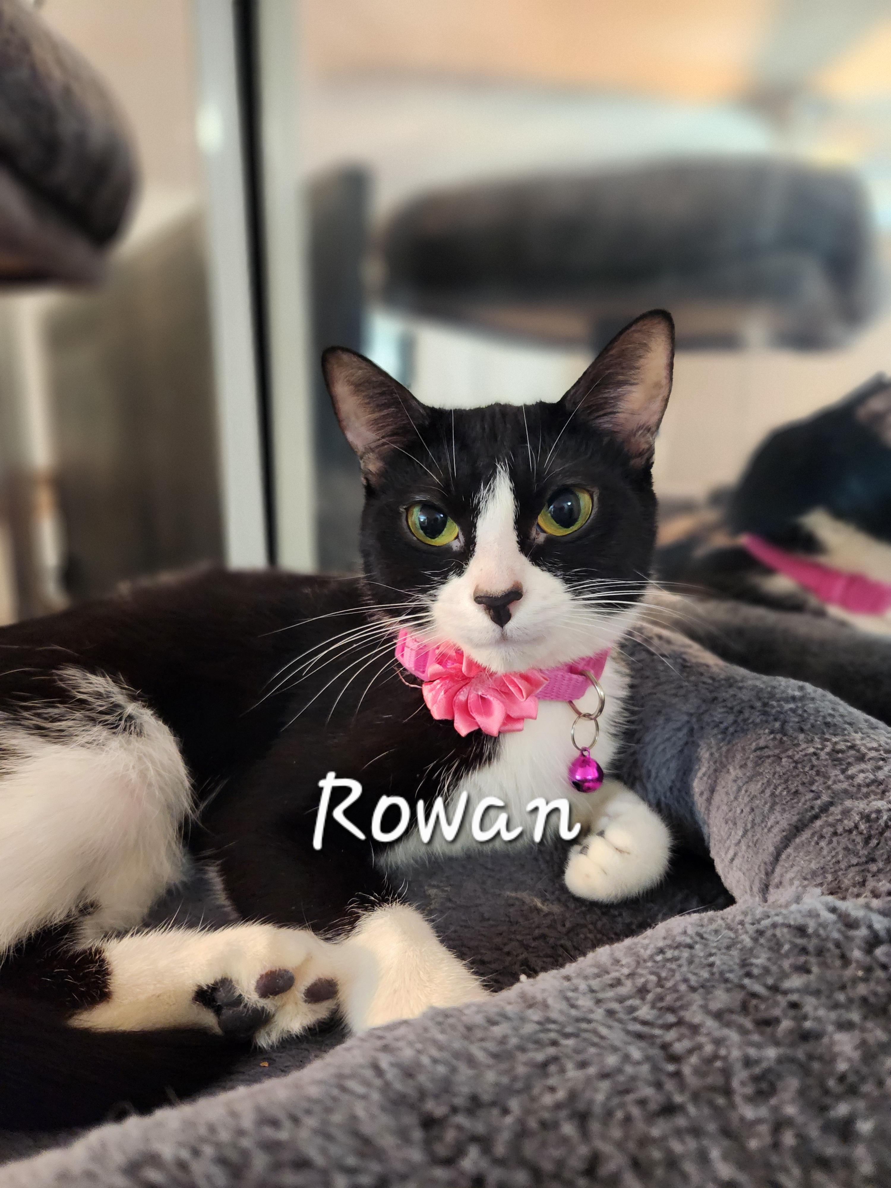 Enlarge Rowan, a ADOPTABLE Domestic Short Hair in Redondo Beach, CA image 1/1