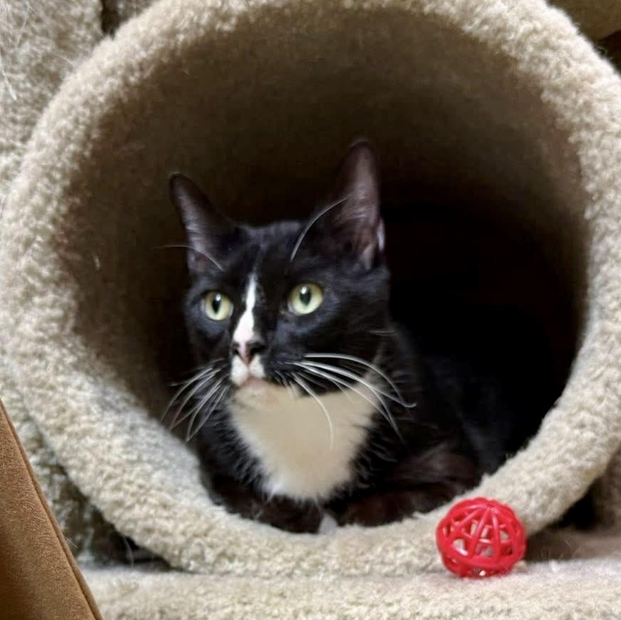 Enlarge Figaro "FIG" , a ADOPTABLE Domestic Short Hair in Memphis, TN image 4/6