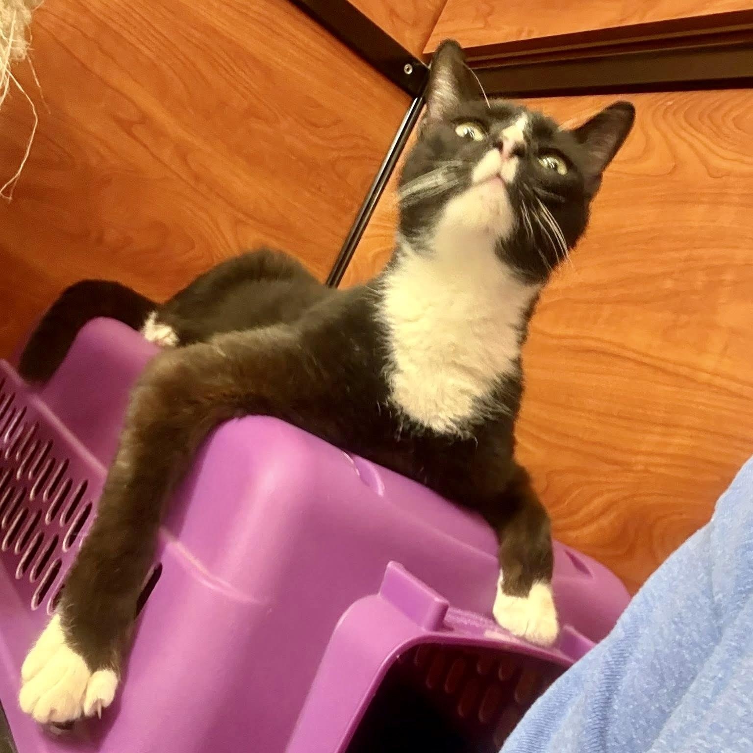 Enlarge Figaro "FIG" , a ADOPTABLE Domestic Short Hair in Memphis, TN image 6/6