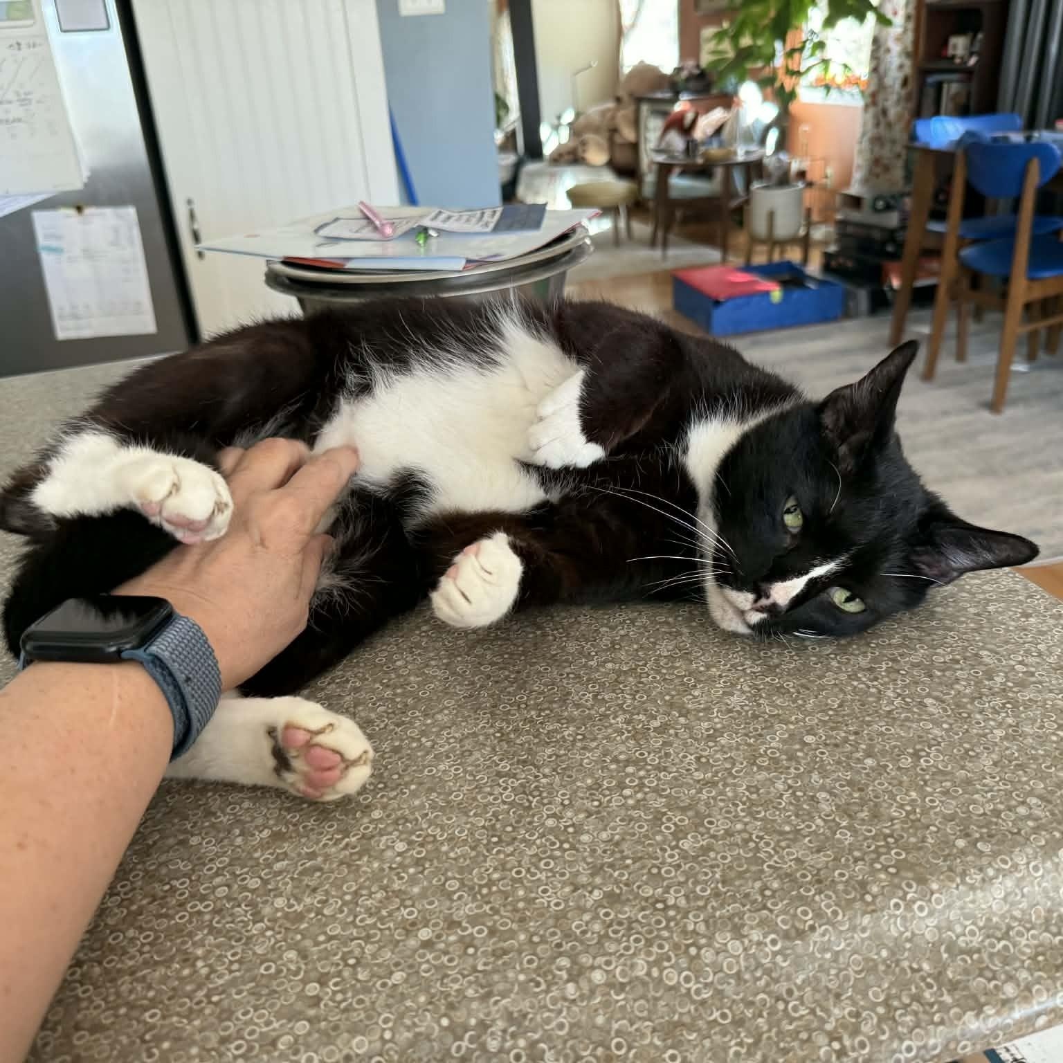 Enlarge Figaro "FIG" , a ADOPTABLE Domestic Short Hair in Memphis, TN image 3/6