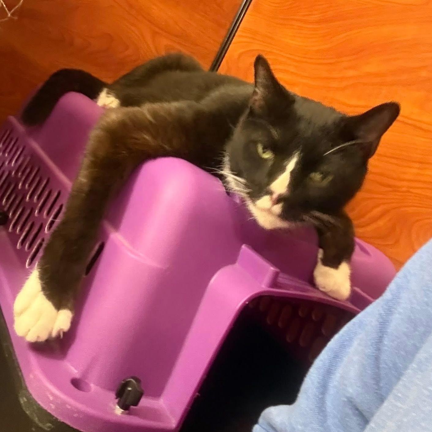 Enlarge Figaro "FIG" , a ADOPTABLE Domestic Short Hair in Memphis, TN image 5/6