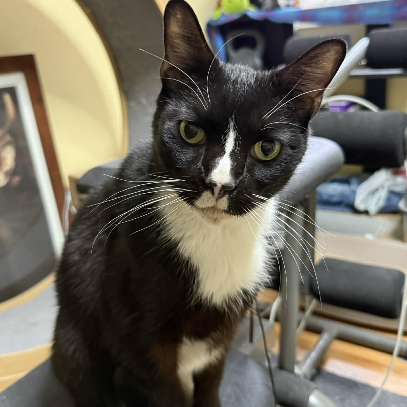 Figaro "FIG" , ADOPTABLE, Adult Male Domestic Short Hair.