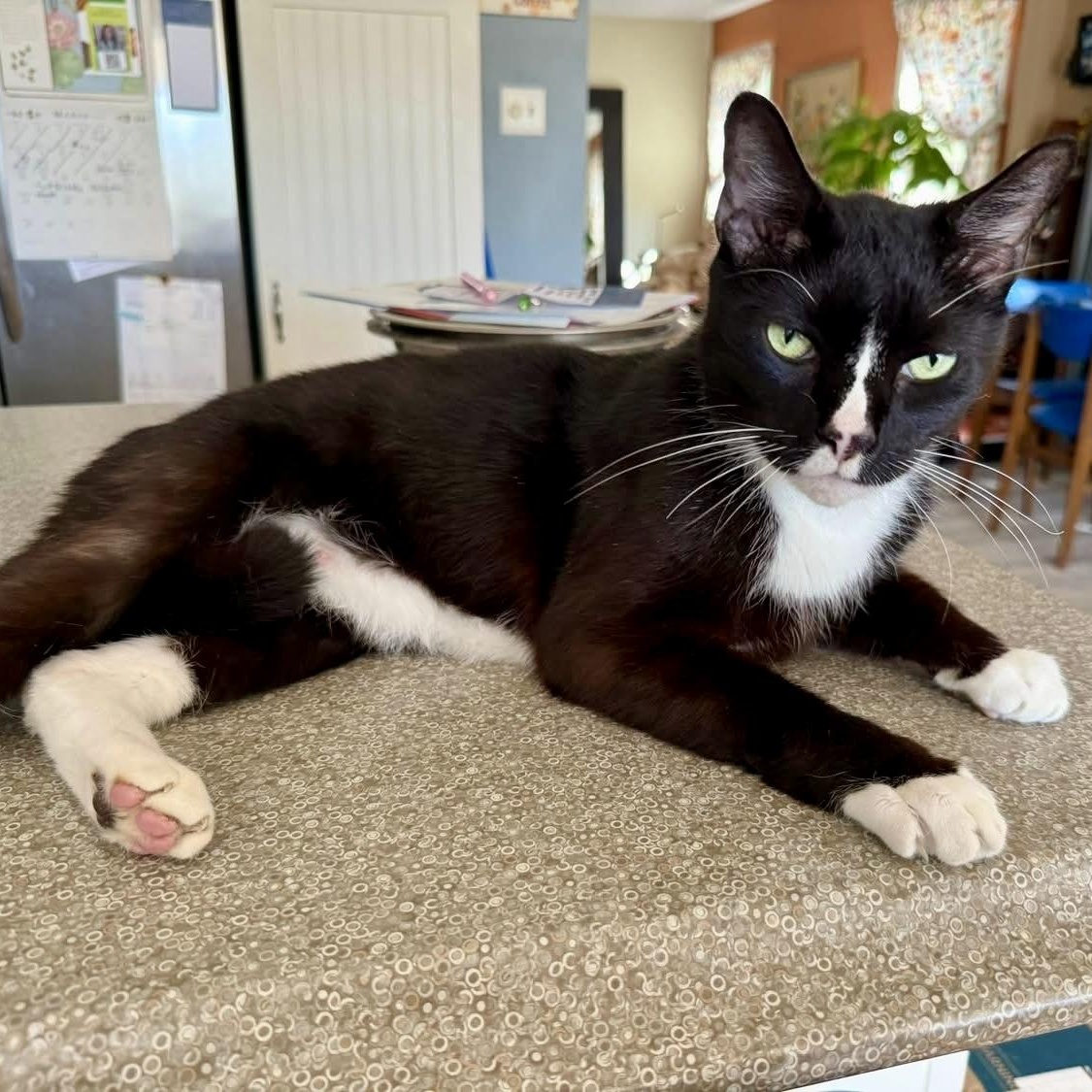 Figaro "FIG" , ADOPTABLE, Adult Male Domestic Short Hair.