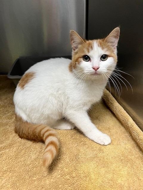 Amora, adopted, Young Female Domestic Short Hair.