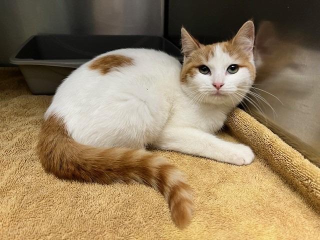 Enlarge Amora, an adopted mixed breed in Tyler, TX image 3/3