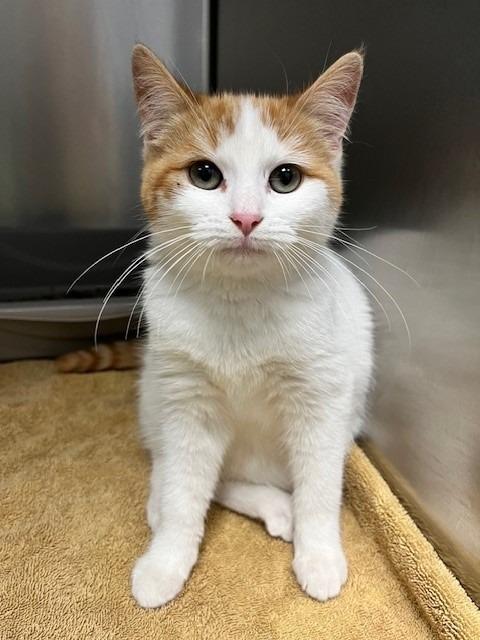 Enlarge Amora, an adopted mixed breed in Tyler, TX image 2/3