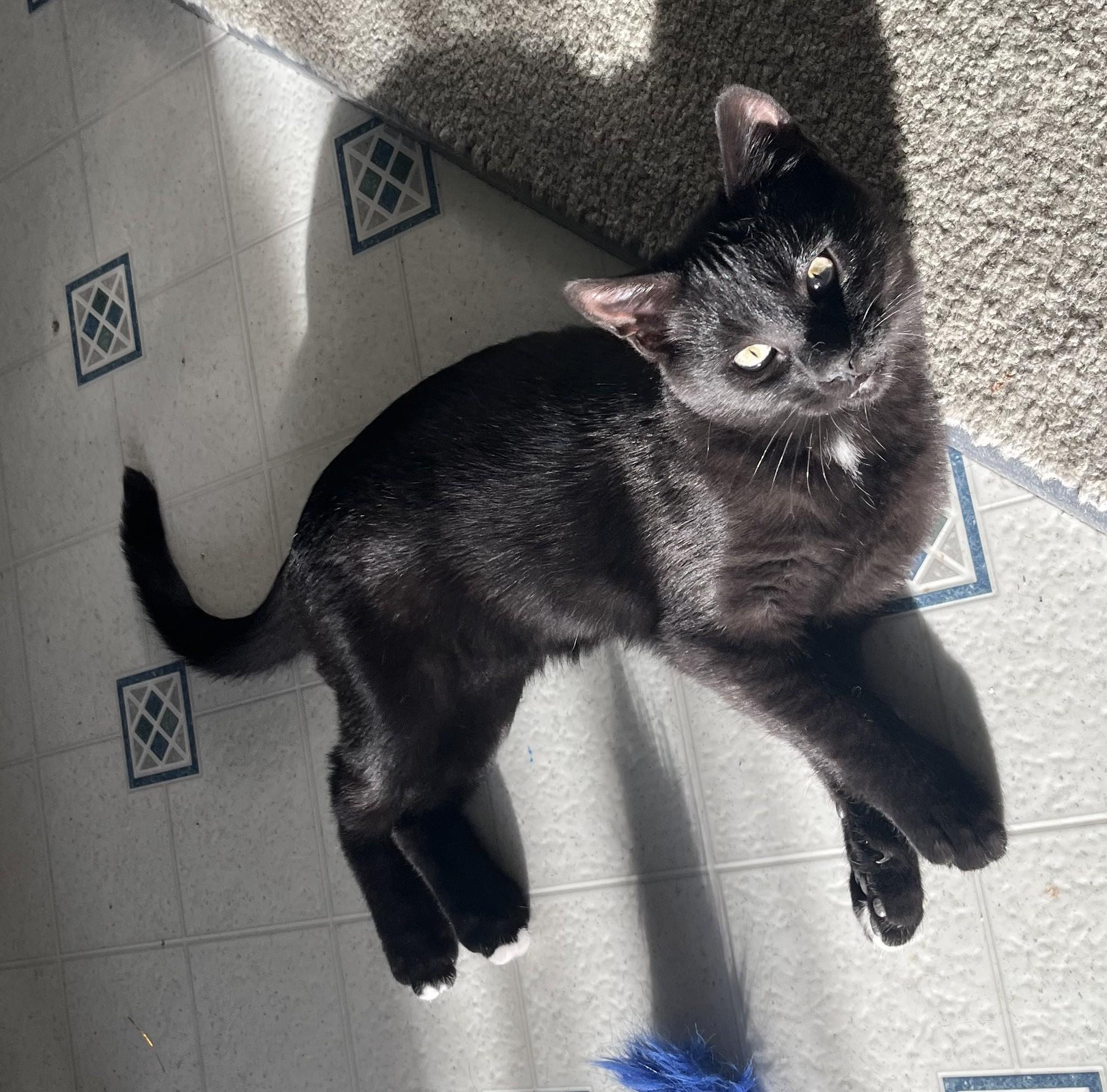 Enlarge Telly, a Adopted Domestic Short Hair in Butte, MT image 1/2