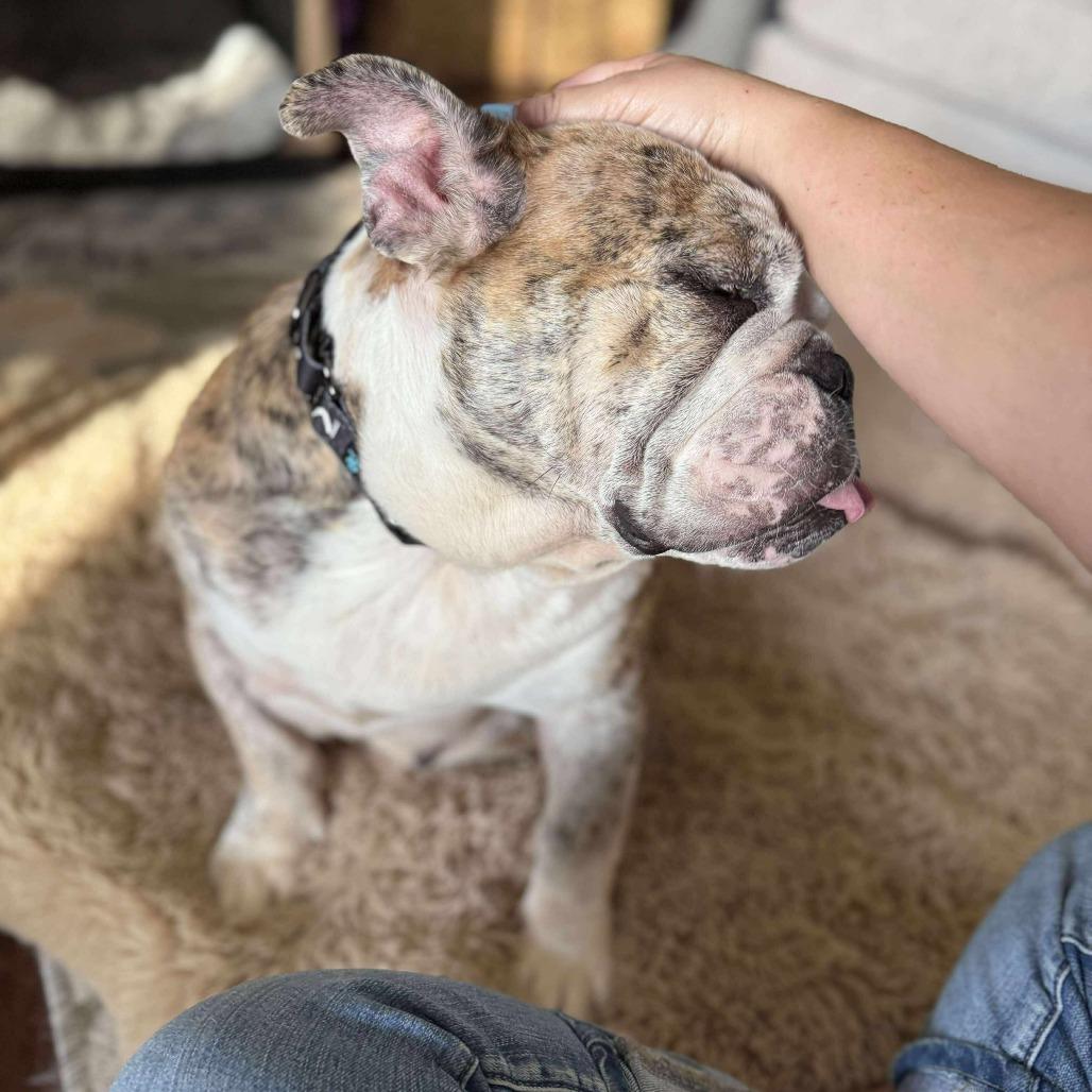 Bosie Bear thumbnail 2