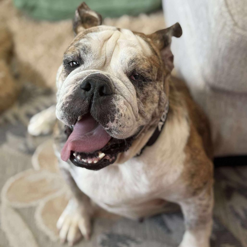 Bosie Bear thumbnail 3