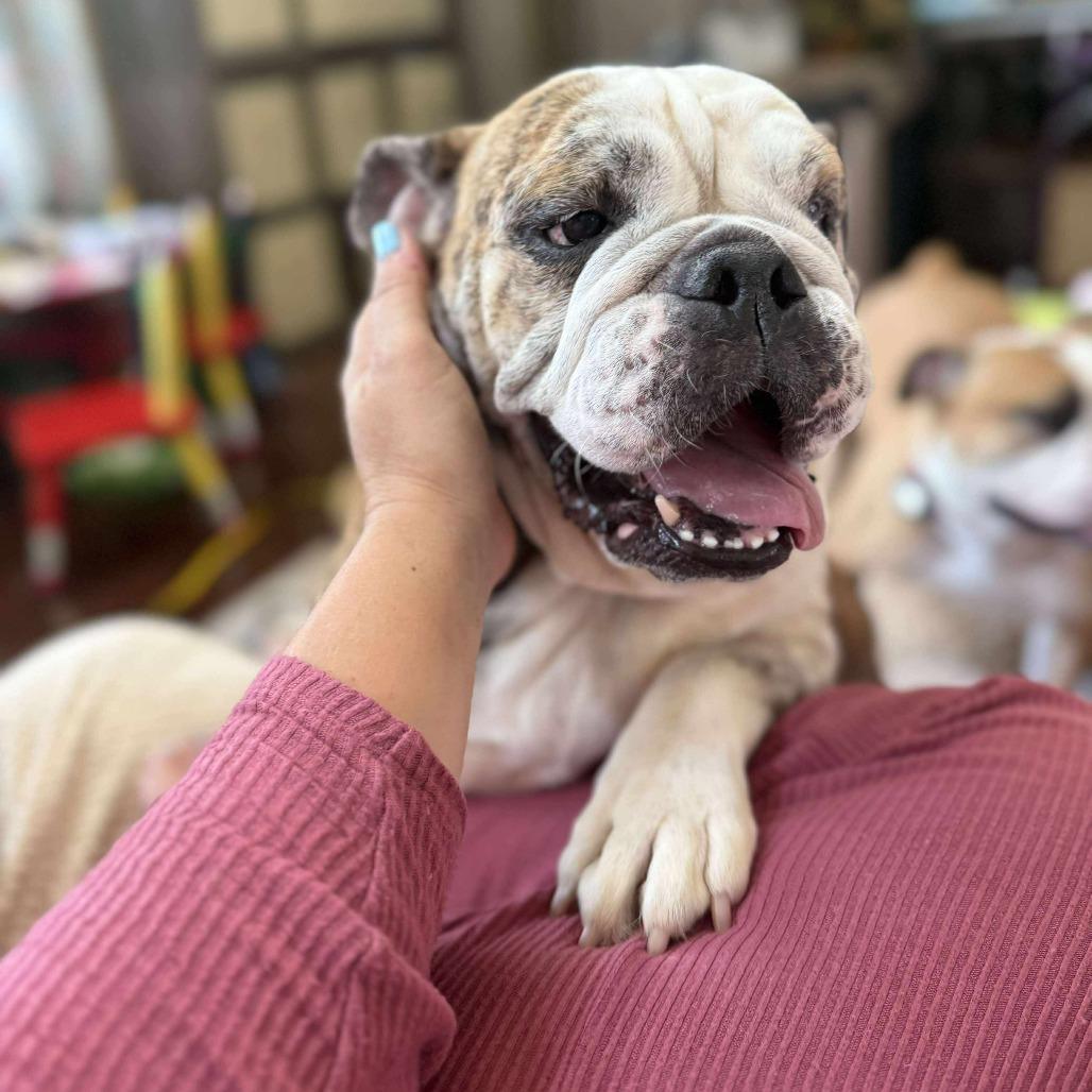 Bosie Bear thumbnail 4