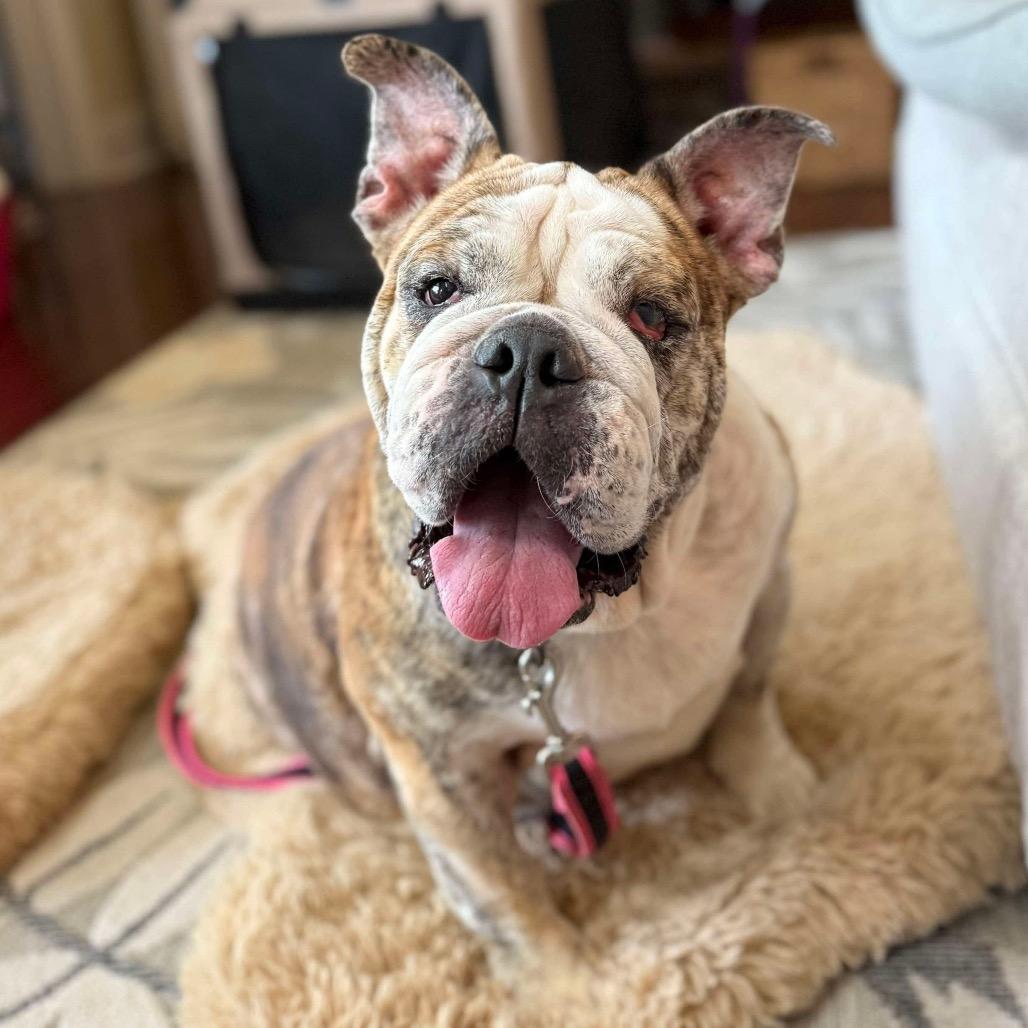 Bosie Bear thumbnail 5