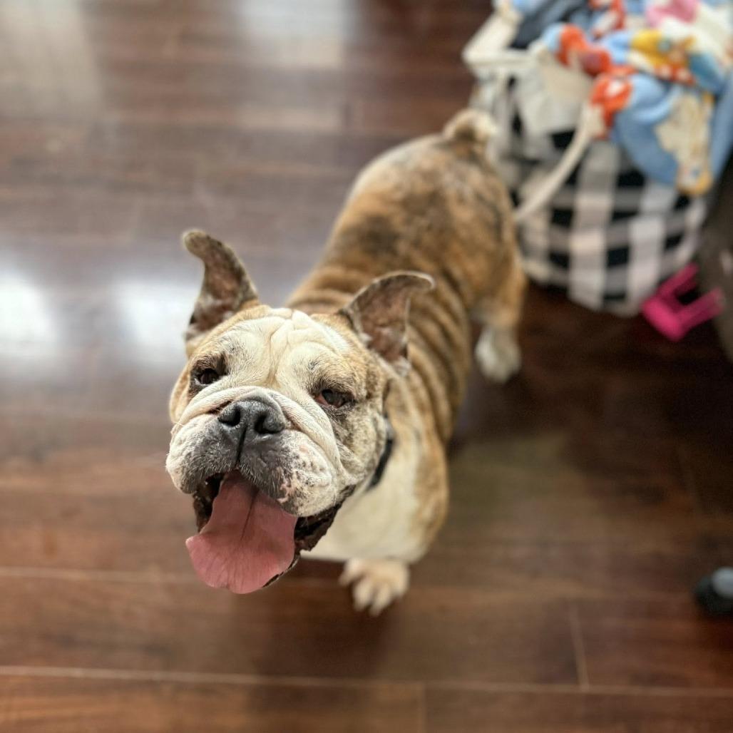 Bosie Bear thumbnail 6