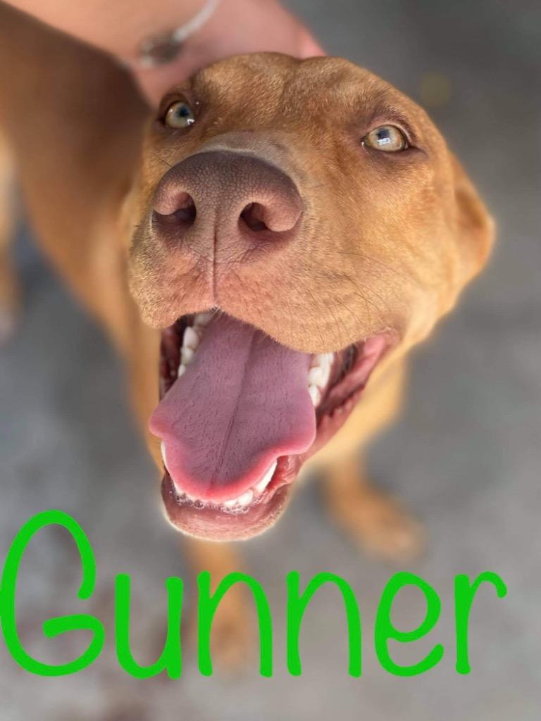 Gunner, a Adoptable mixed breed in Big Spring, TX image 1/3