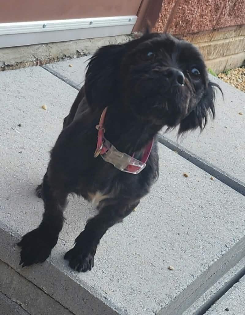 RAISIN, Adoptable, Adult Female Shih Tzu.