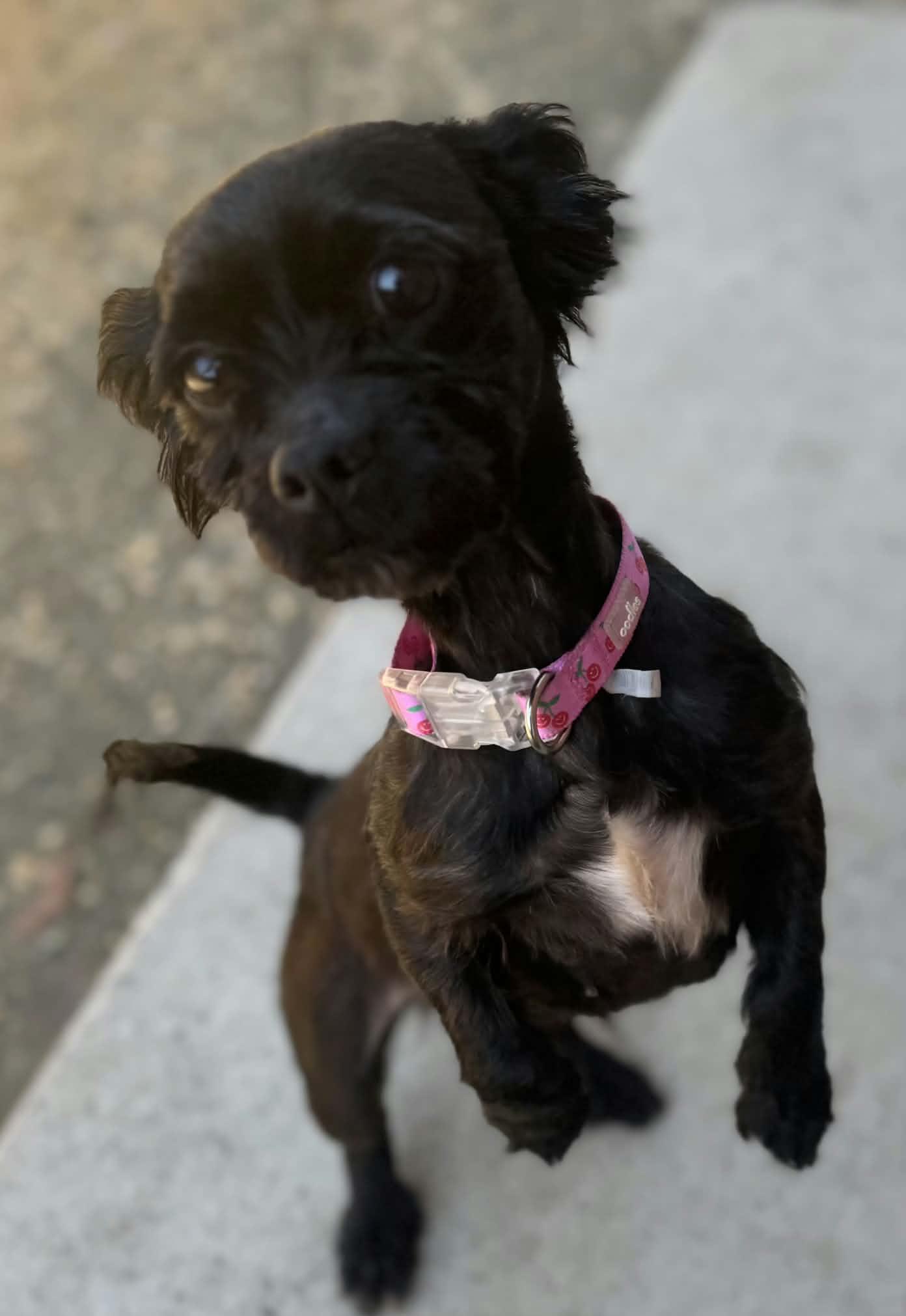 Enlarge RAISIN, a Adoptable mixed breed in Manassas, VA image 3/3