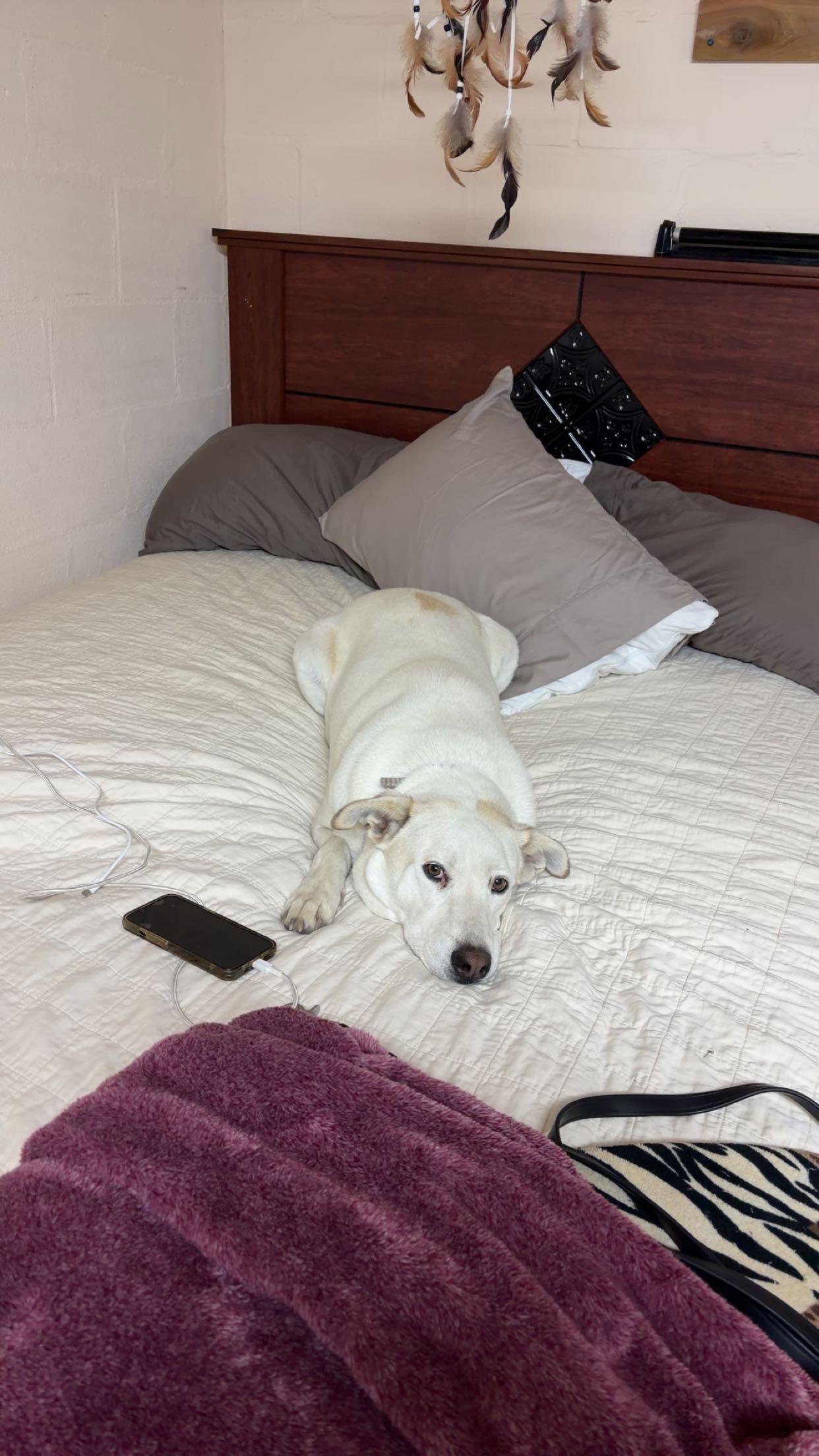 Enlarge Cadence, a Adoptable mixed breed in Hiawatha, KS image 2/6
