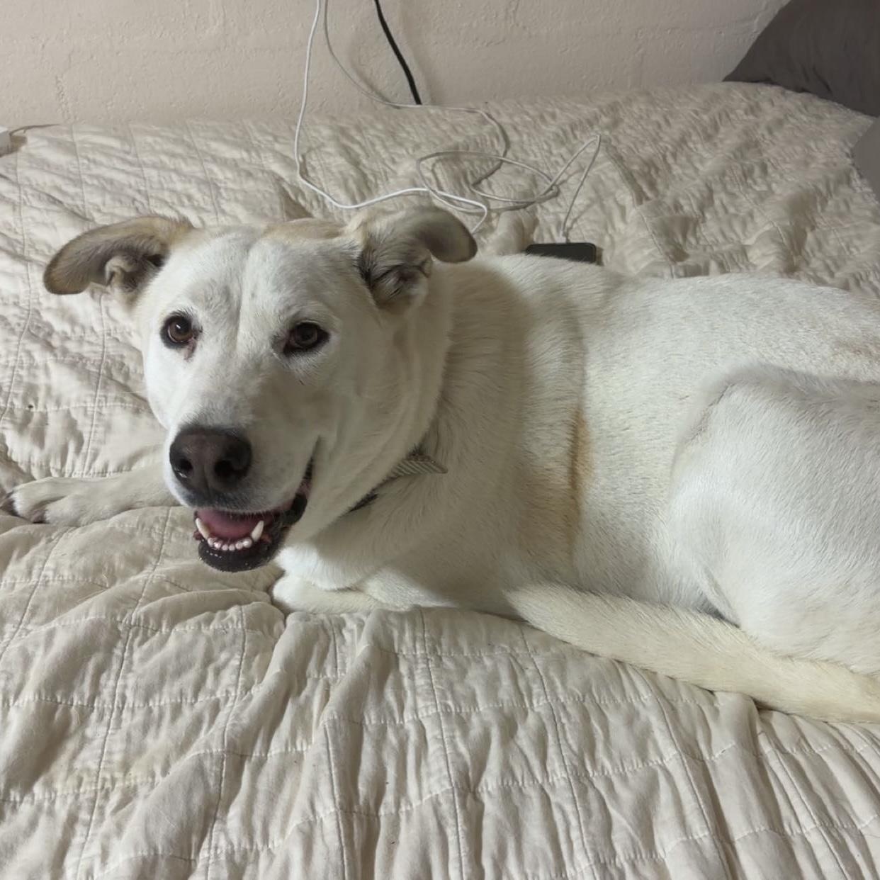 Cadence, Adoptable, Adult Female Husky & Alaskan Malamute.