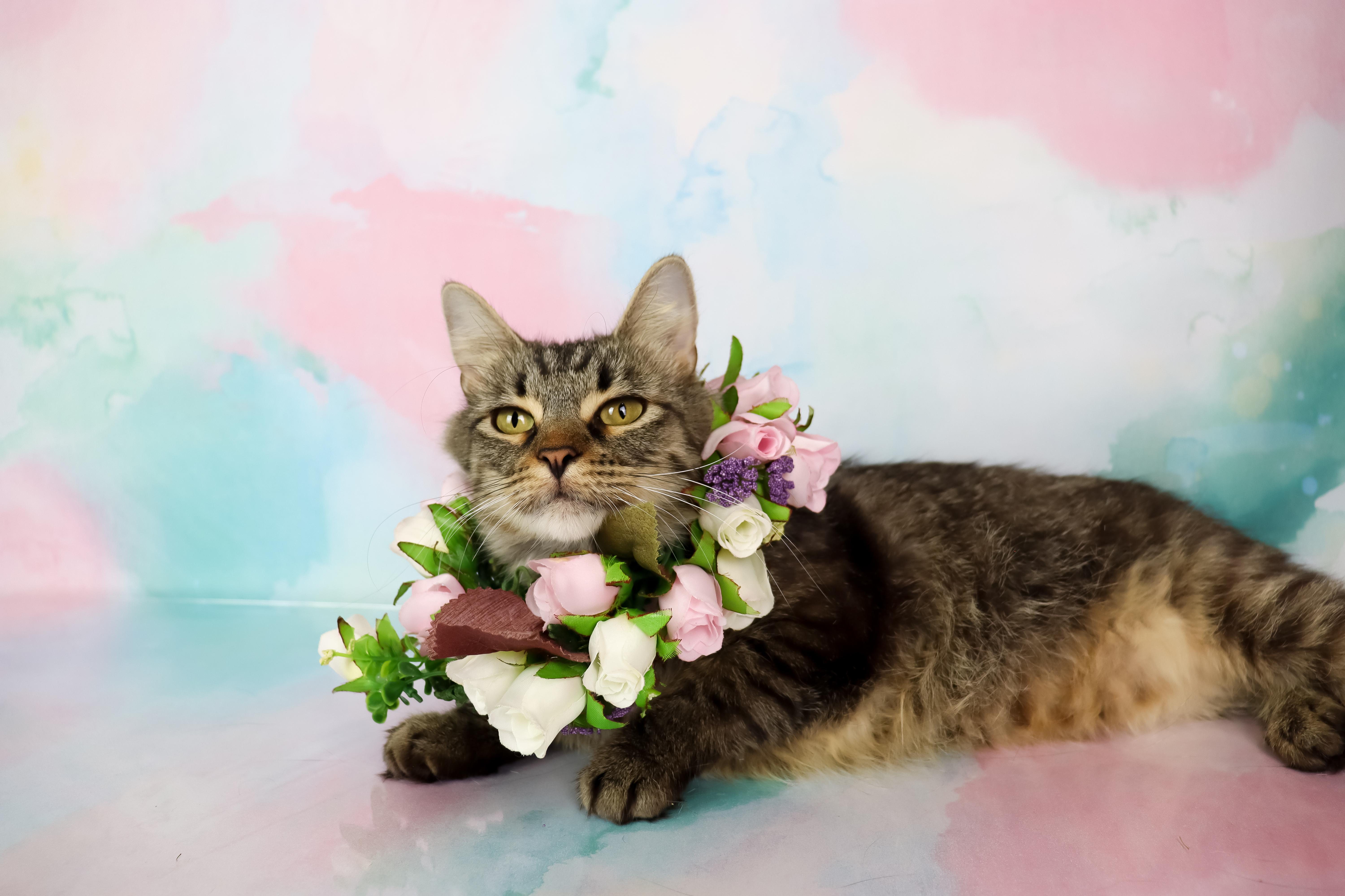 Momma Mia thumbnail 2