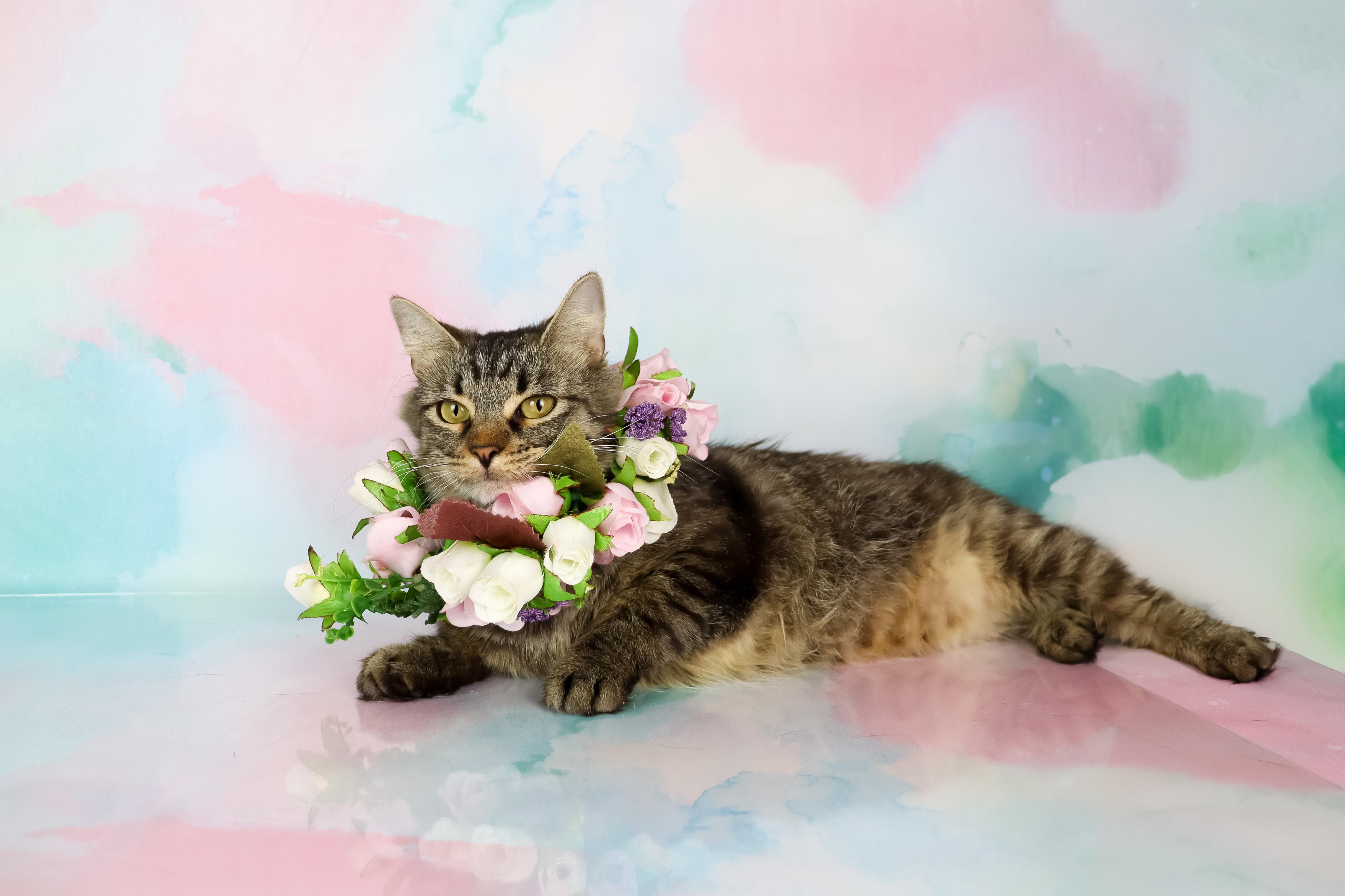 Momma Mia thumbnail 3