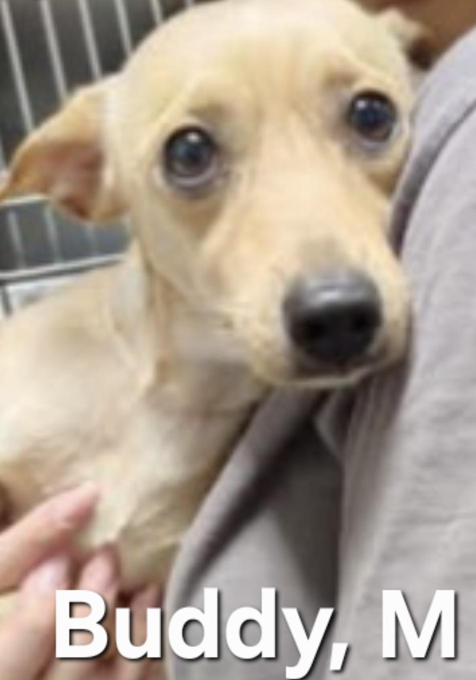 Buddy