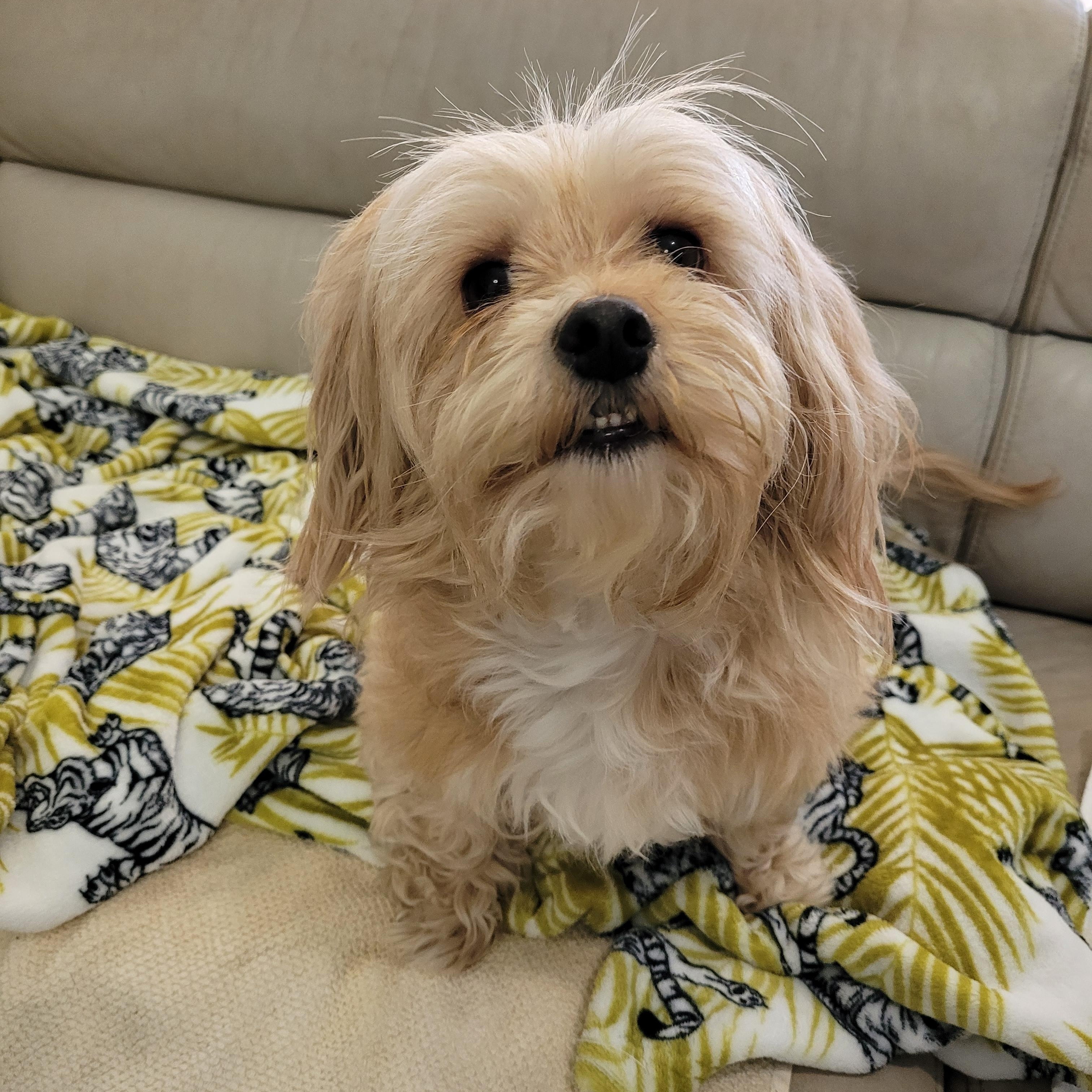 Leia, ADOPTABLE, Senior Female Maltese.