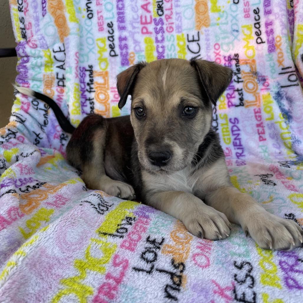 Enlarge Chip, a Adoptable mixed breed in Tucson, AZ image 2/3