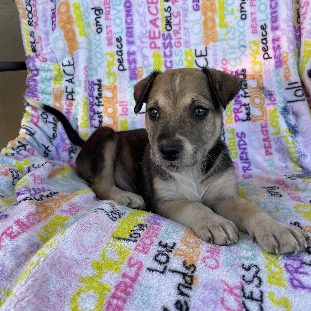 Enlarge Chip, a Adoptable mixed breed in Tucson, AZ image 3/3