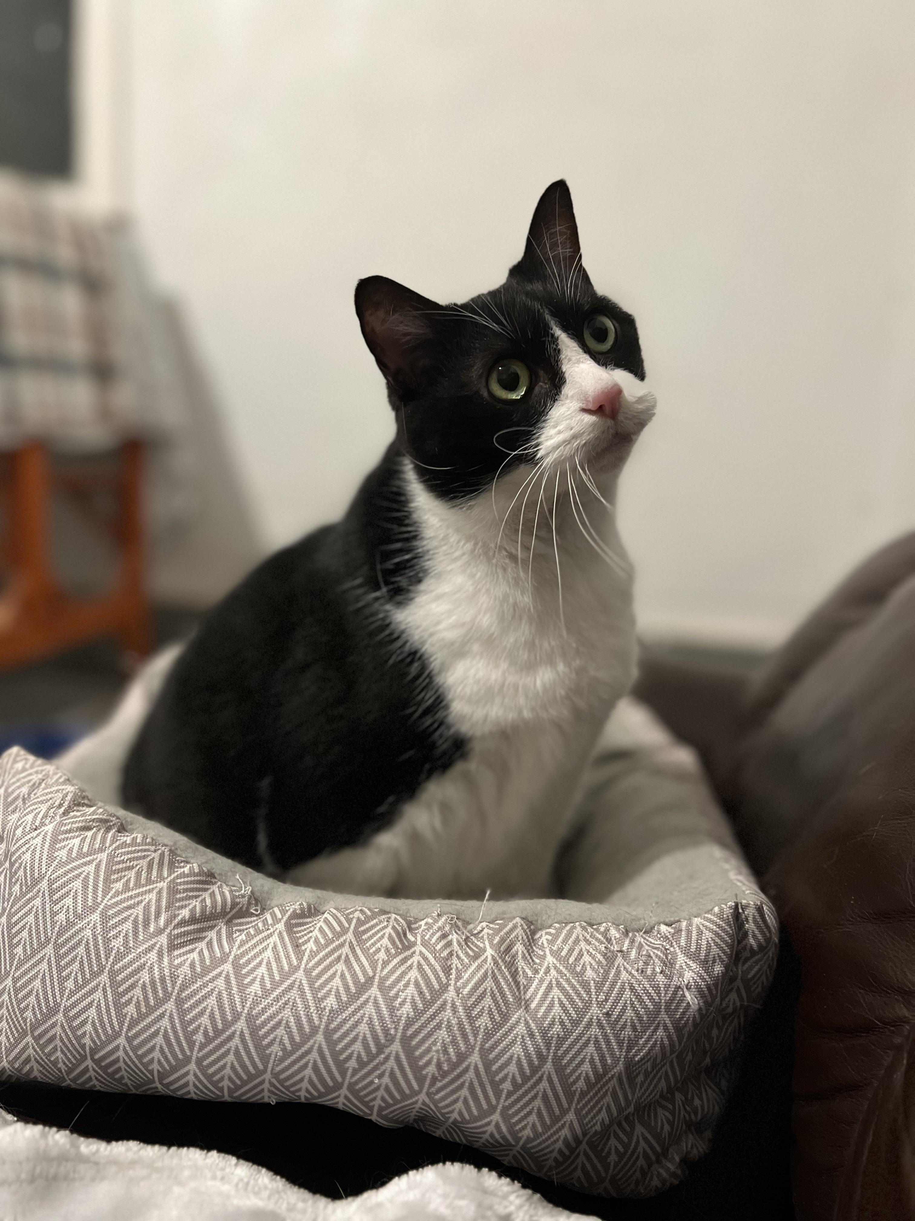 Enlarge Chaos-Love Bug, a Adopted Domestic Short Hair in Akron, OH image 1/5