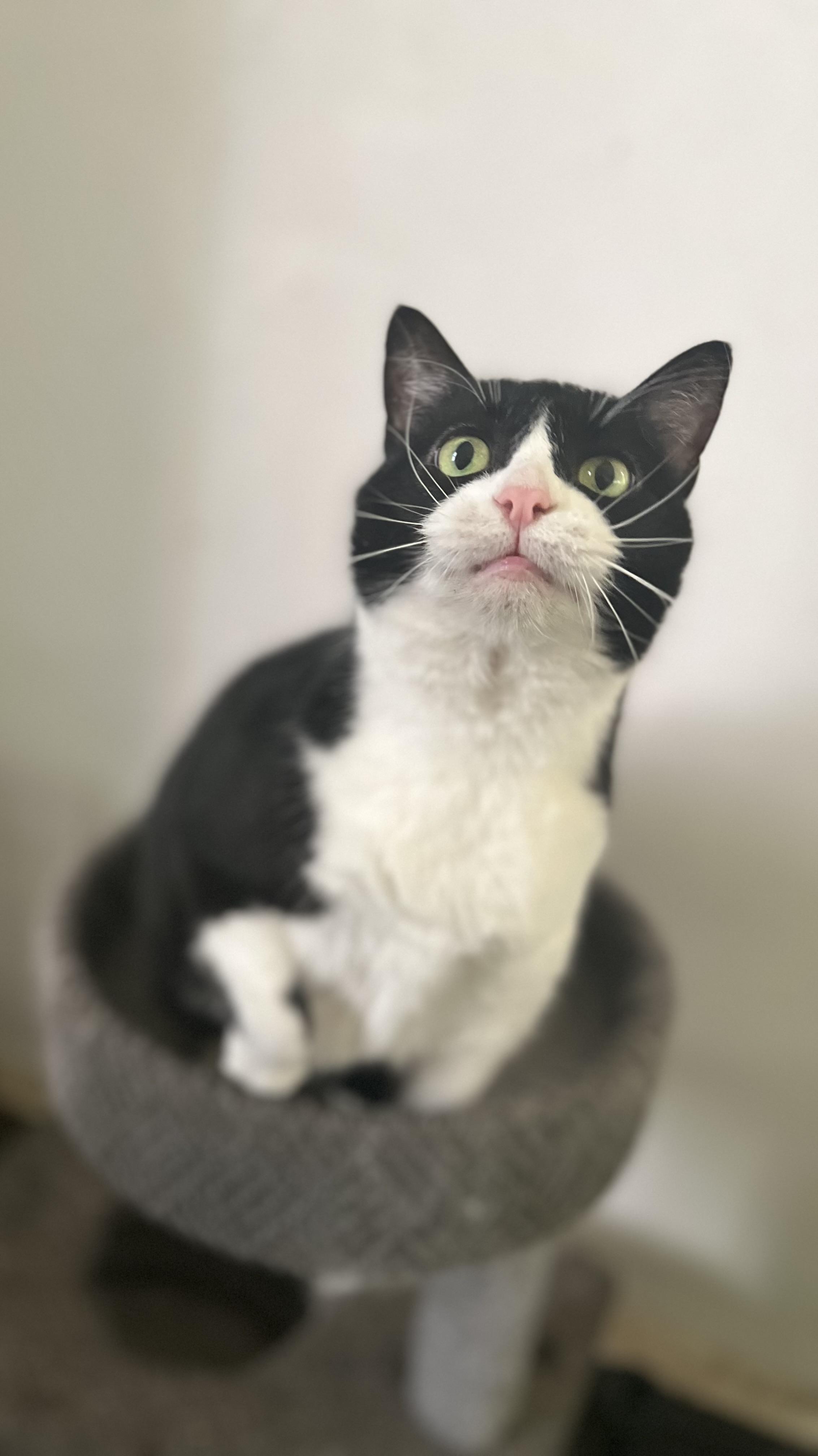 Enlarge Chaos-Love Bug, a Adopted Domestic Short Hair in Akron, OH image 2/5