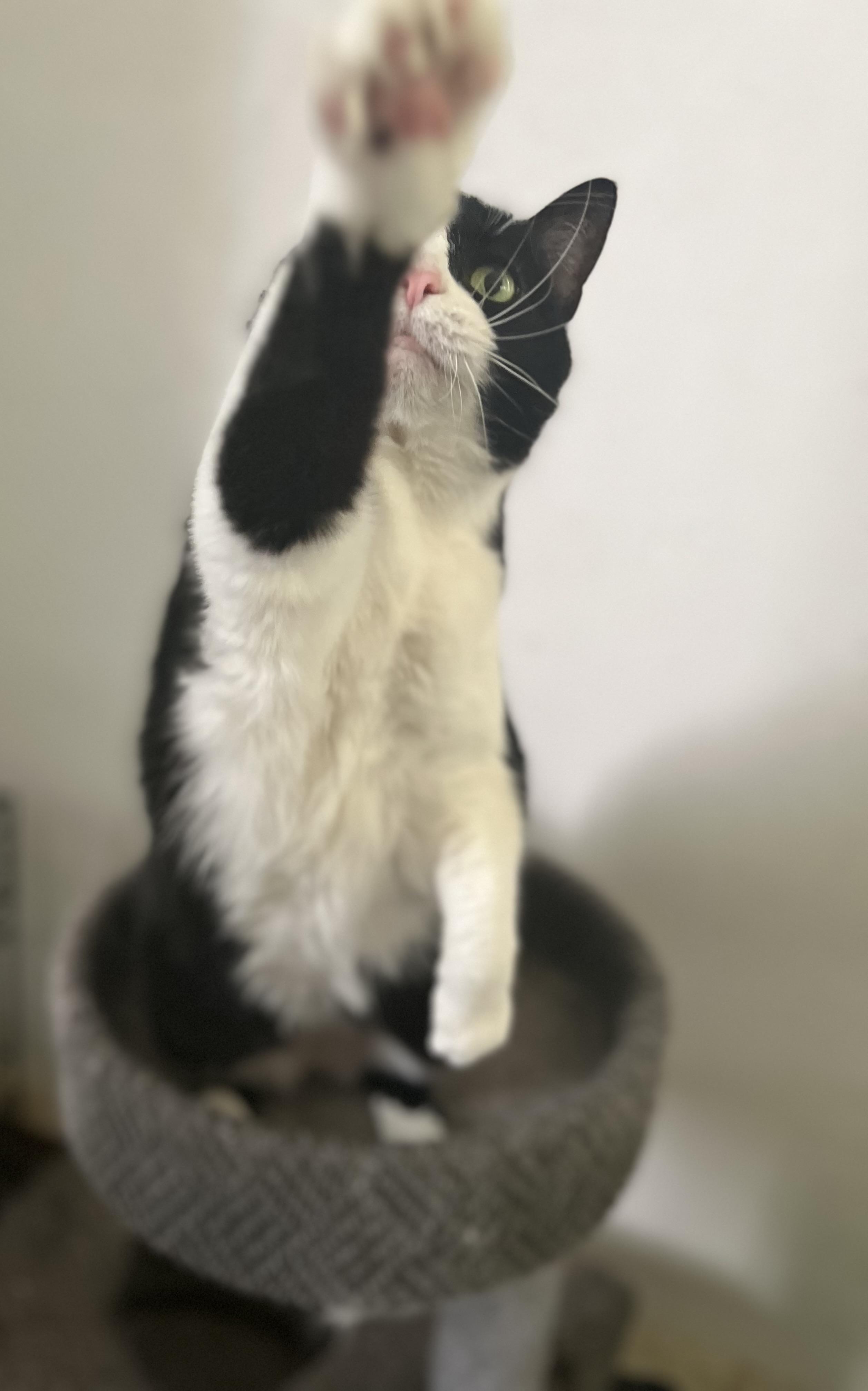 Enlarge Chaos-Love Bug, a Adopted Domestic Short Hair in Akron, OH image 3/5