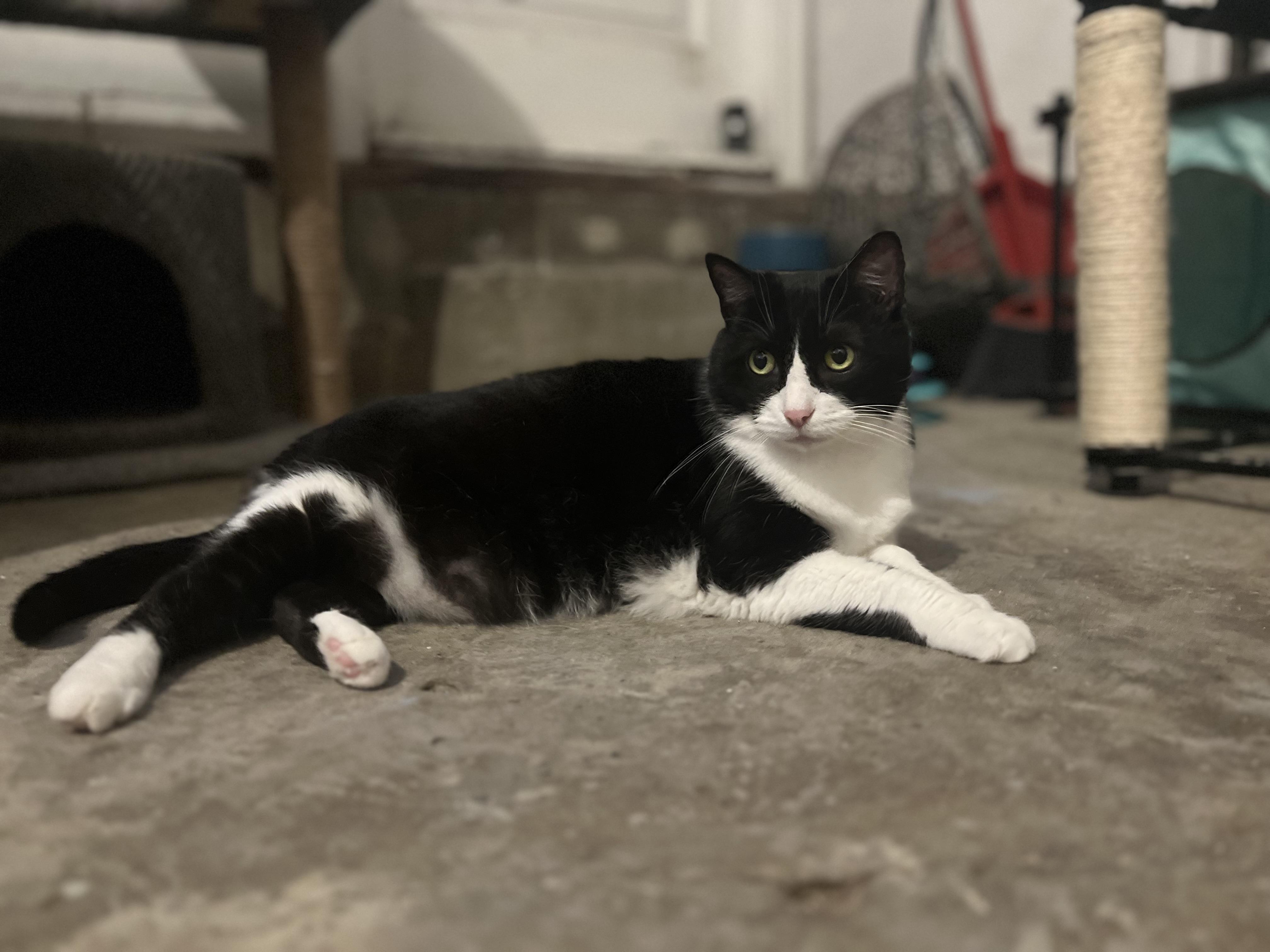 Enlarge Chaos-Love Bug, a Adopted Domestic Short Hair in Akron, OH image 4/5