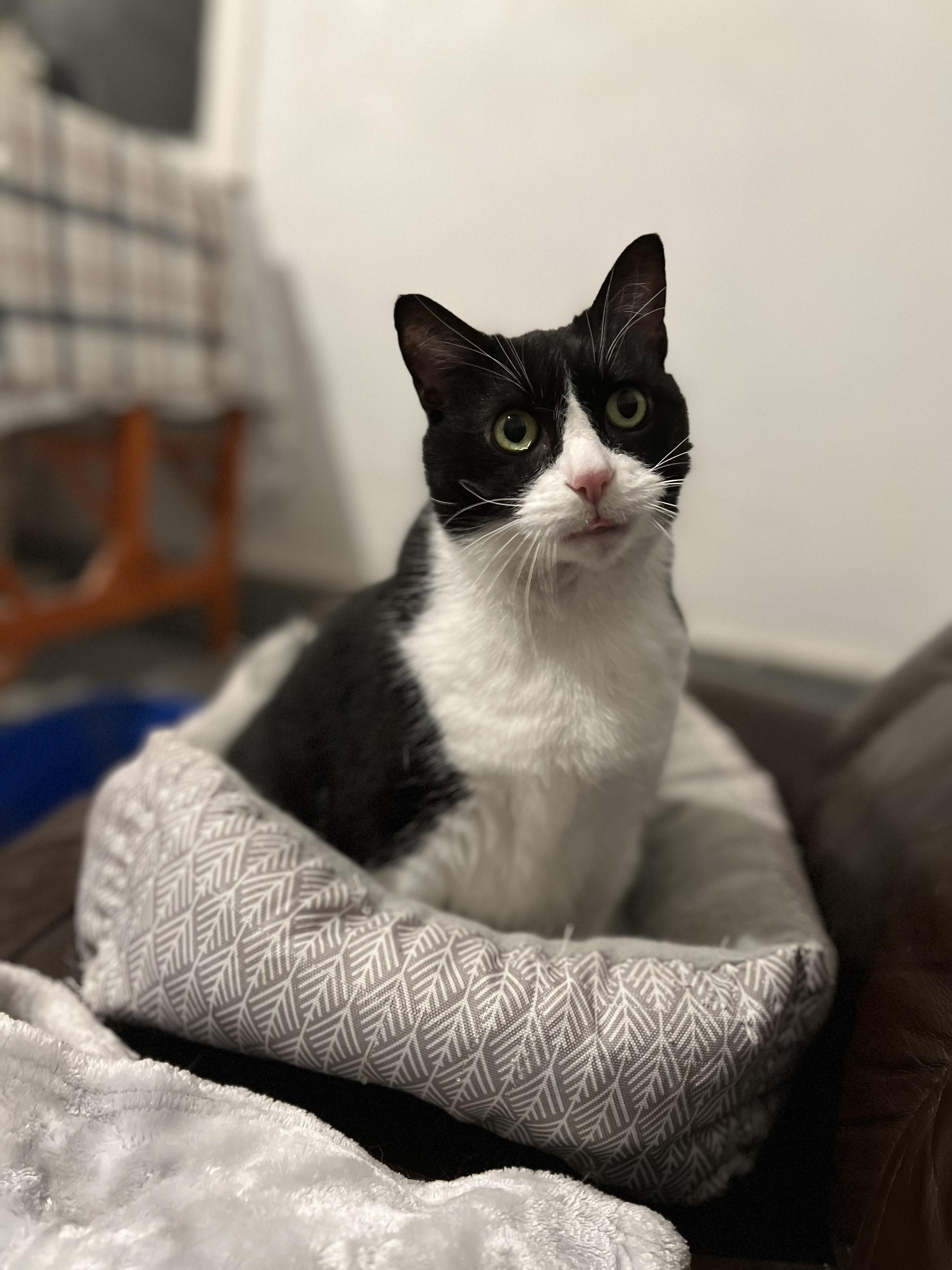 Enlarge Chaos-Love Bug, a Adopted Domestic Short Hair in Akron, OH image 5/5