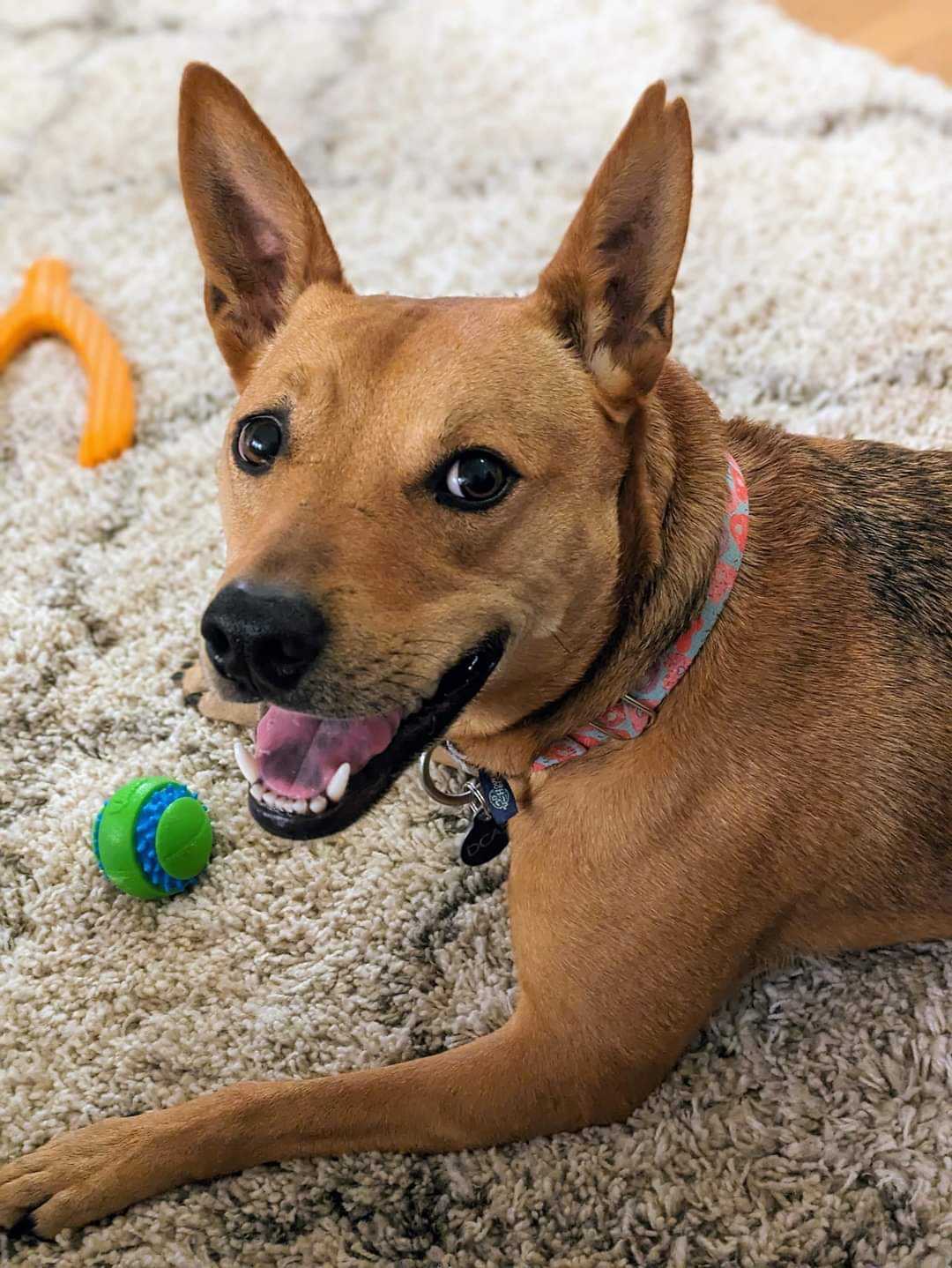 Lulu, Adoptable, Senior Female Australian Cattle Dog / Blue Heeler & Pit Bull Terrier.