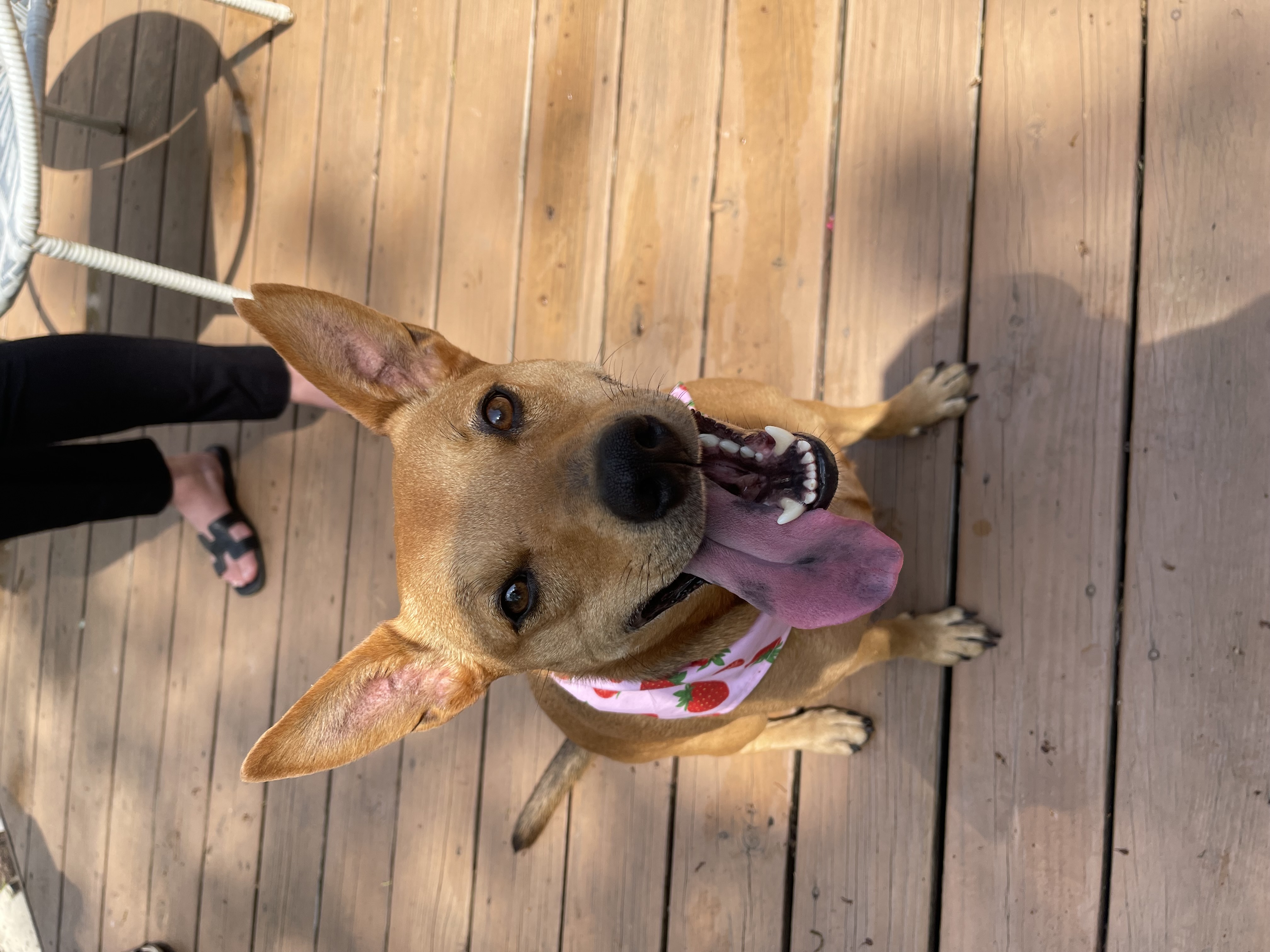 Lulu, a Adoptable mixed breed in Naperville, IL image 5/6