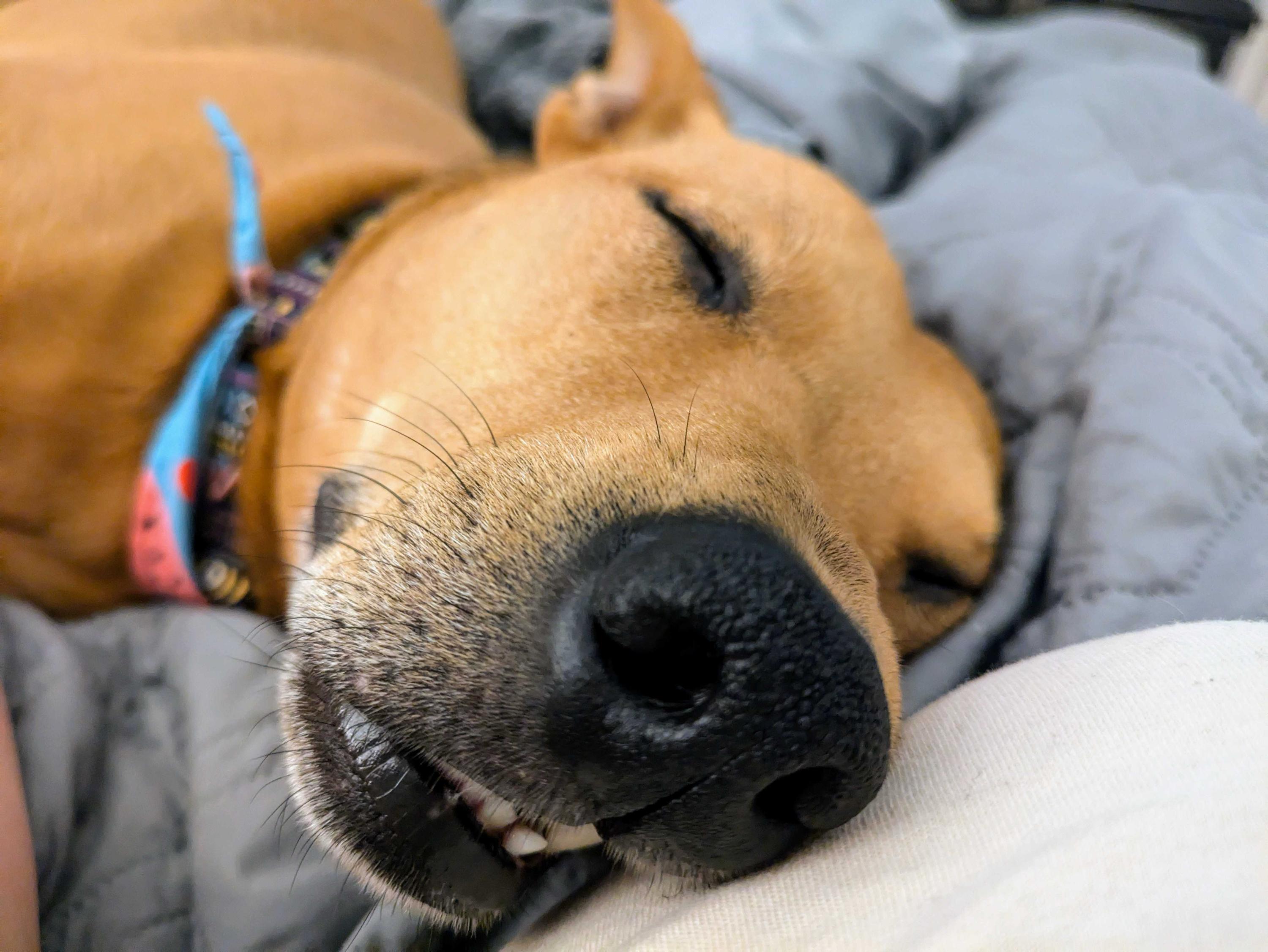 Lulu, a Adoptable mixed breed in Naperville, IL image 4/6