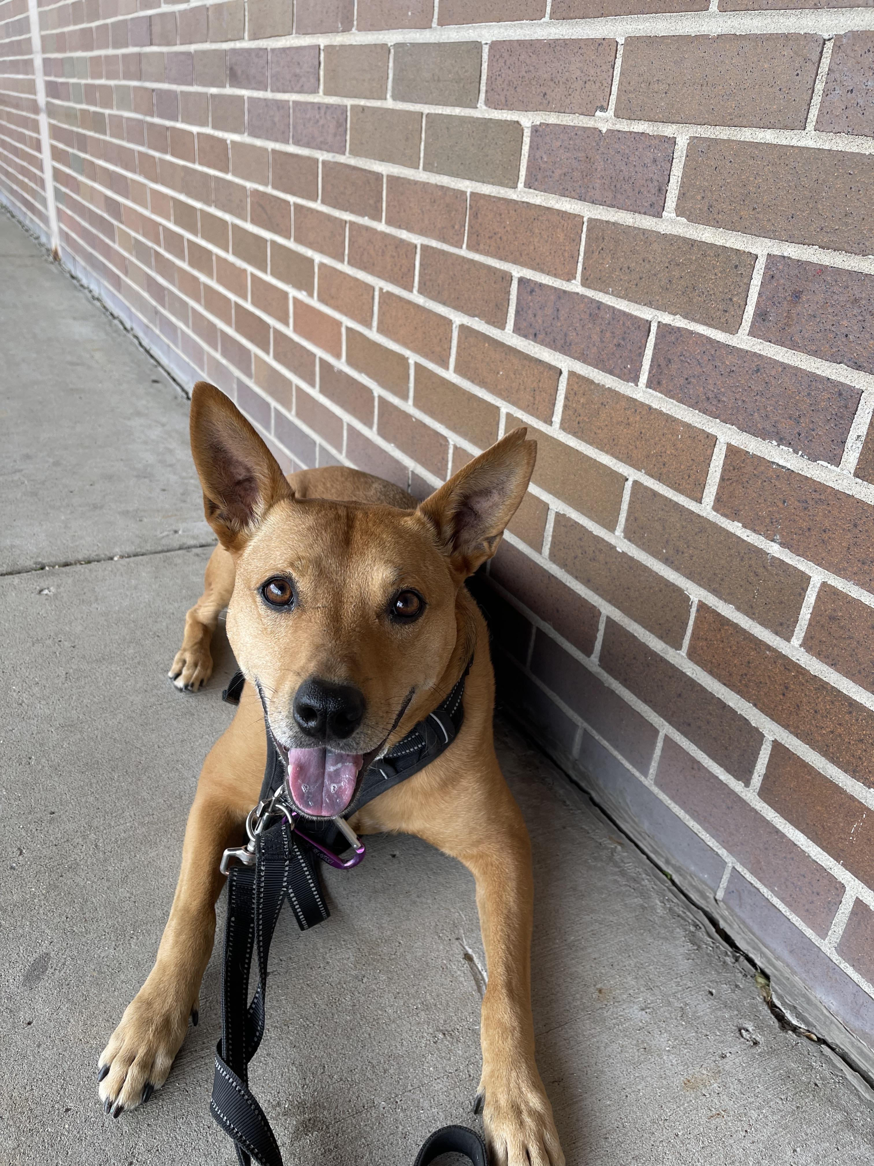 Lulu, a Adoptable mixed breed in Naperville, IL image 2/6