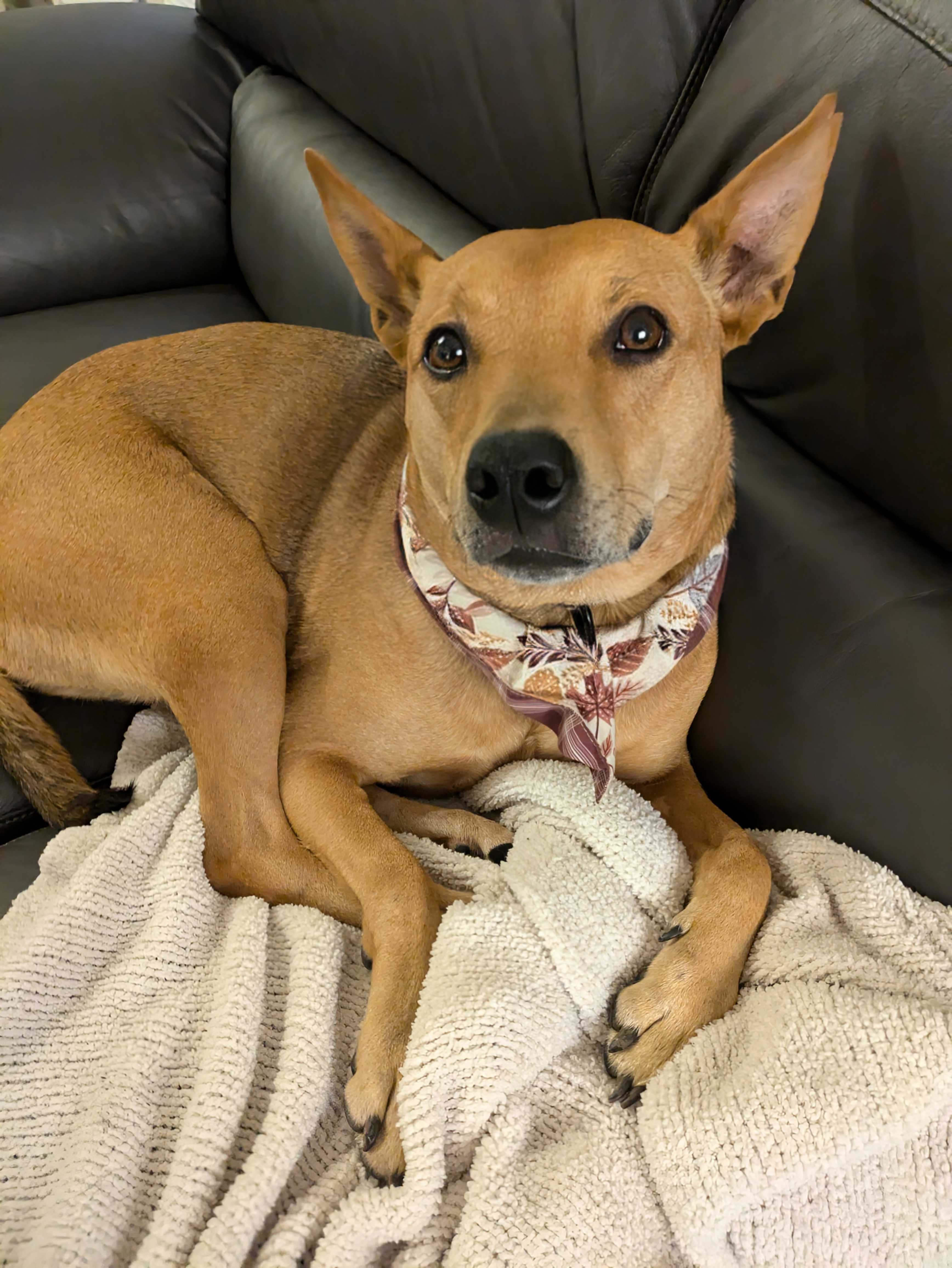 Lulu, a Adoptable mixed breed in Naperville, IL image 3/6