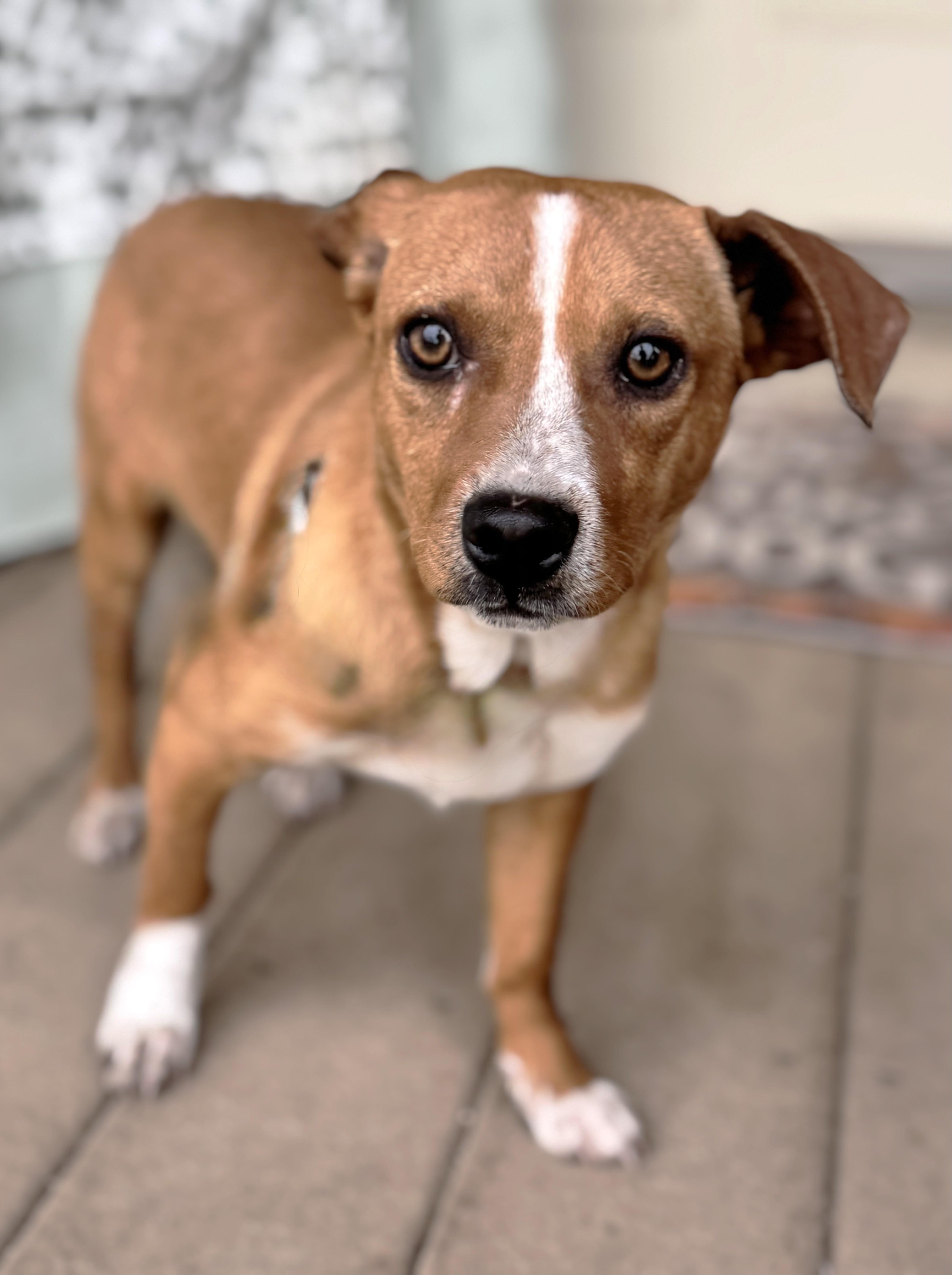 Enlarge Ulger, a ADOPTABLE mixed breed in West Chicago, IL image 3/3