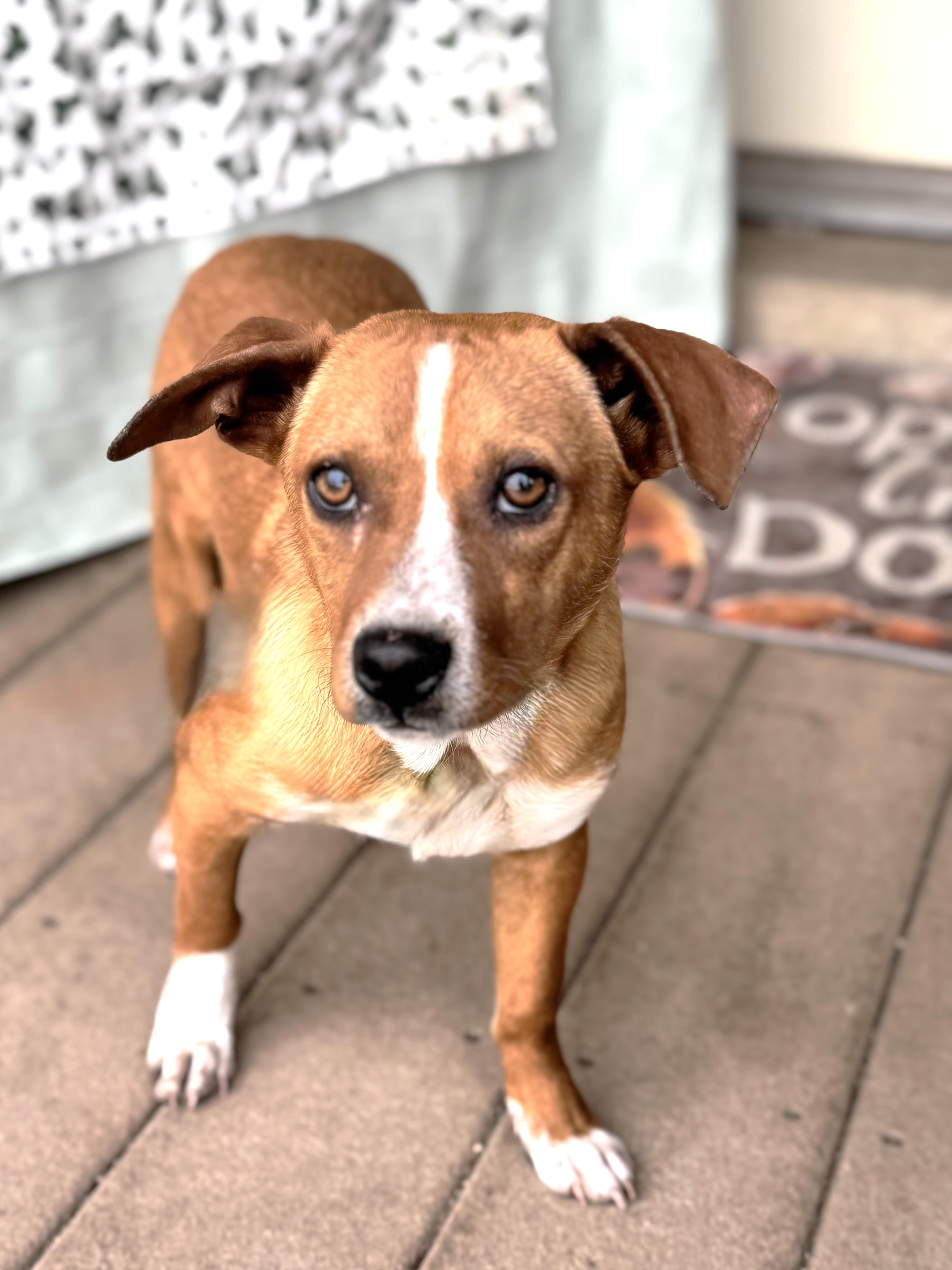 Enlarge Ulger, a ADOPTABLE mixed breed in West Chicago, IL image 2/3