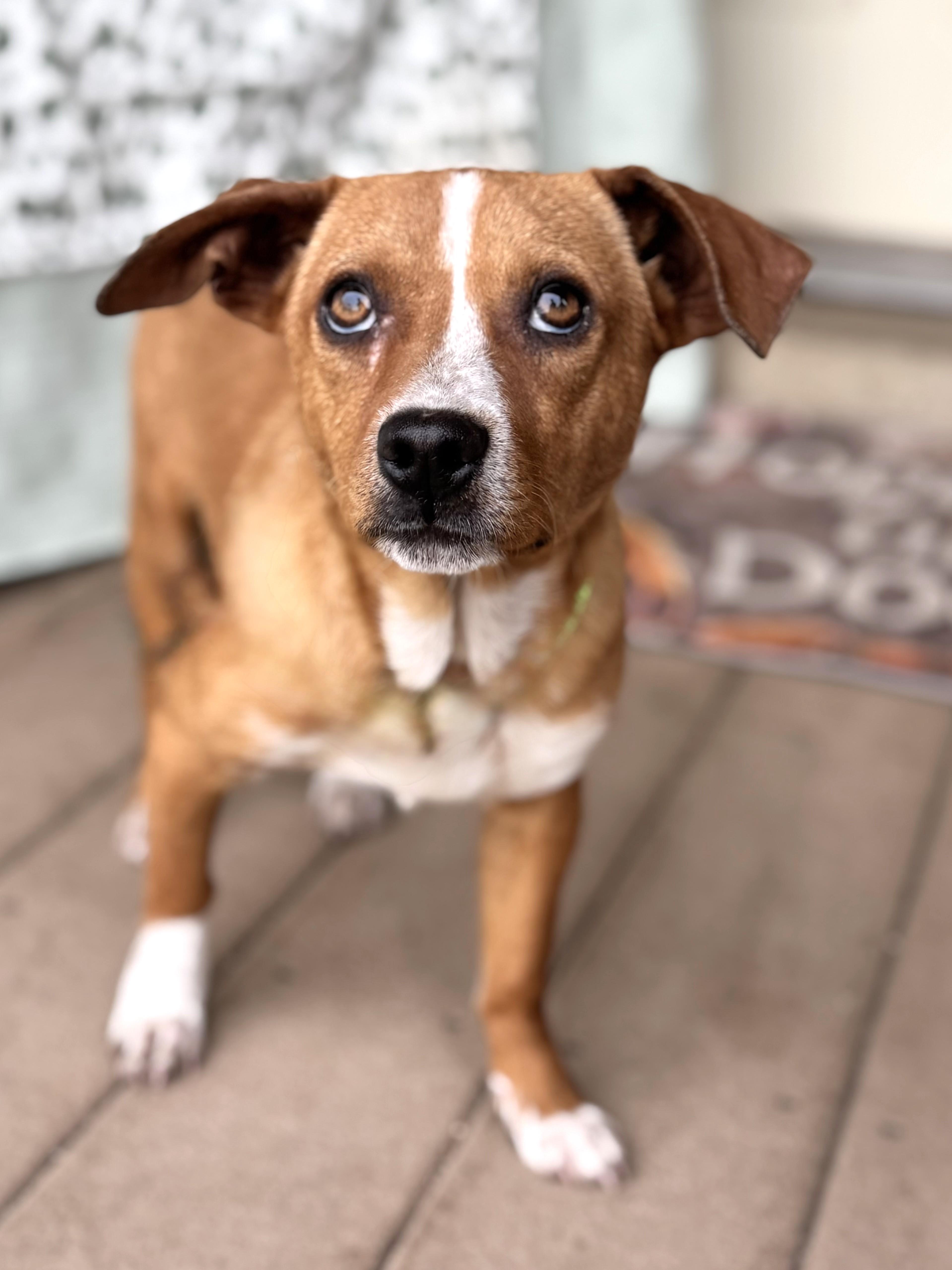 Enlarge Ulger, a ADOPTABLE mixed breed in West Chicago, IL image 1/3