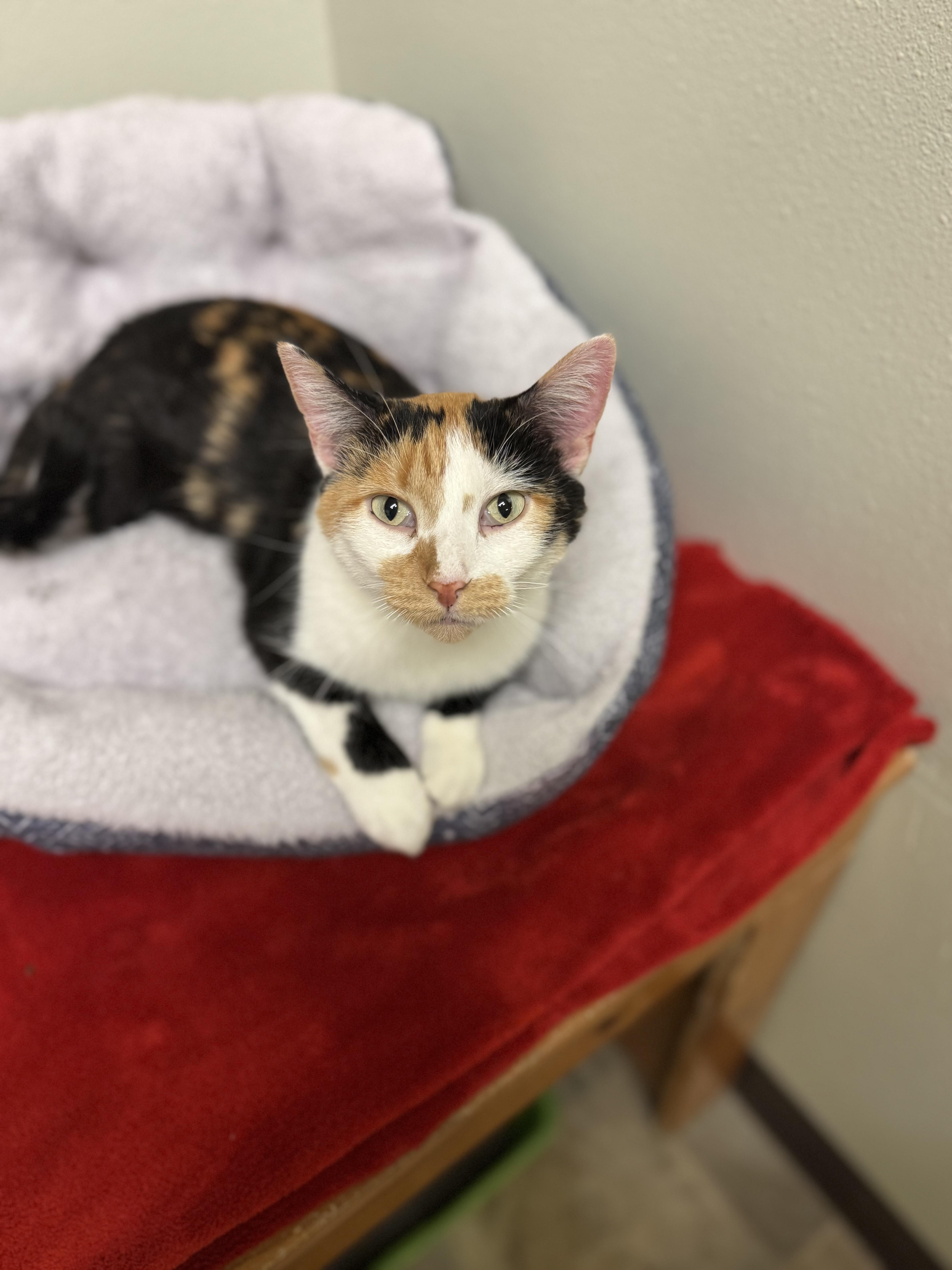 Enlarge Meredith, a ADOPTABLE Domestic Short Hair in Dodgeville, WI image 3/3