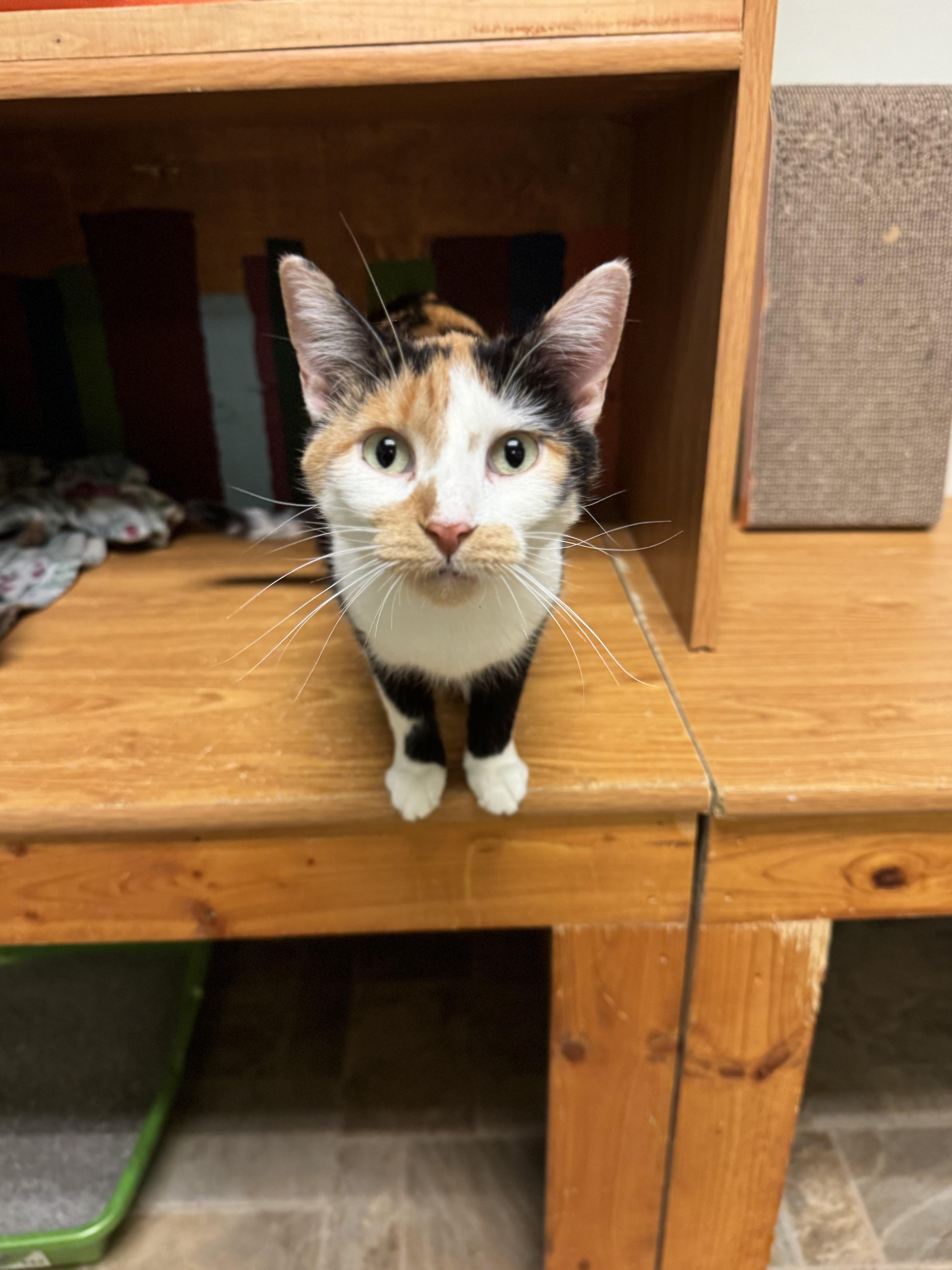 Meredith, ADOPTABLE, Adult Female Domestic Short Hair.