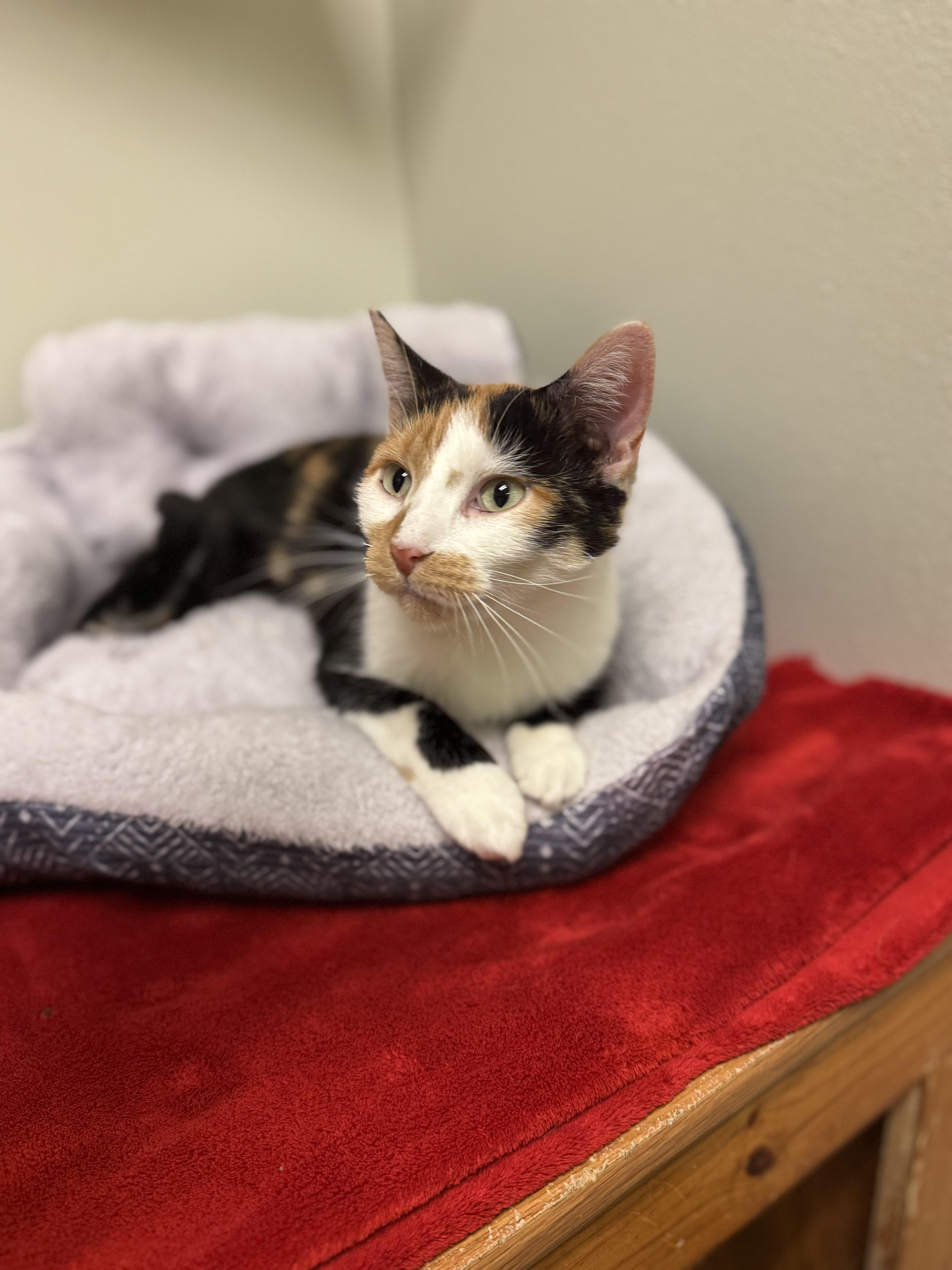 Enlarge Meredith, a ADOPTABLE Domestic Short Hair in Dodgeville, WI image 2/3