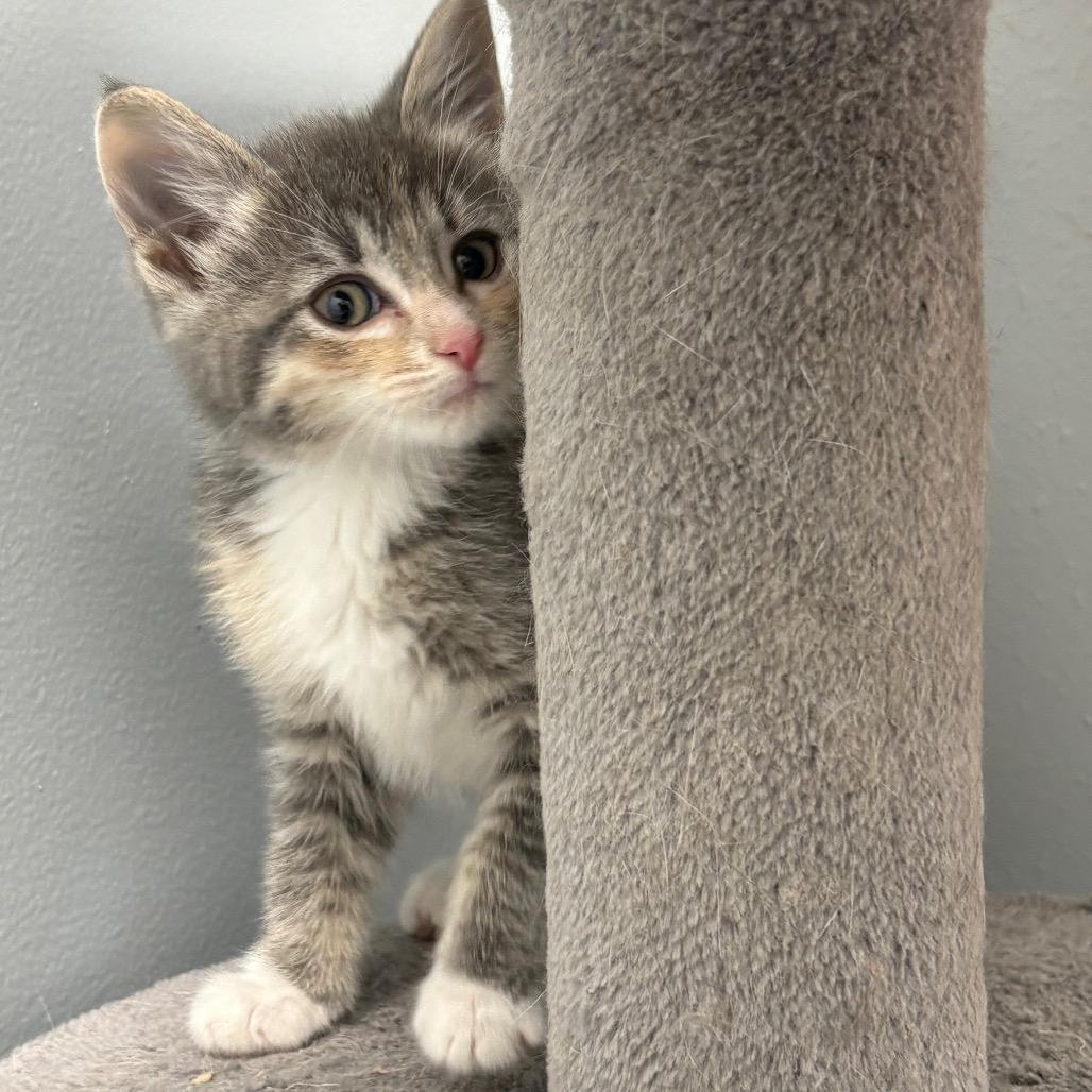 Elsa, Adoptable, Young Female Domestic Medium Hair.