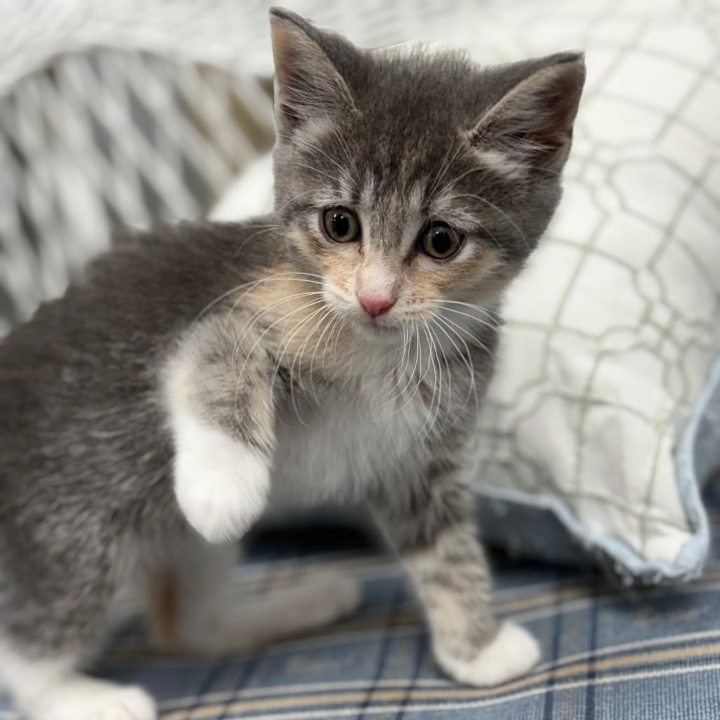 Enlarge Elsa, a Adoptable Domestic Medium Hair in Crookston, MN image 2/4