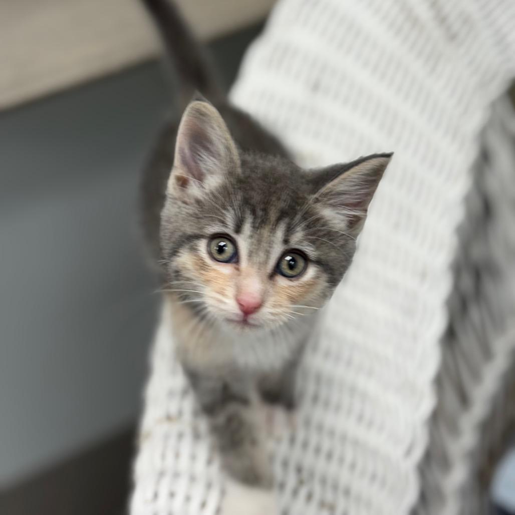 Enlarge Elsa, a Adoptable Domestic Medium Hair in Crookston, MN image 4/4
