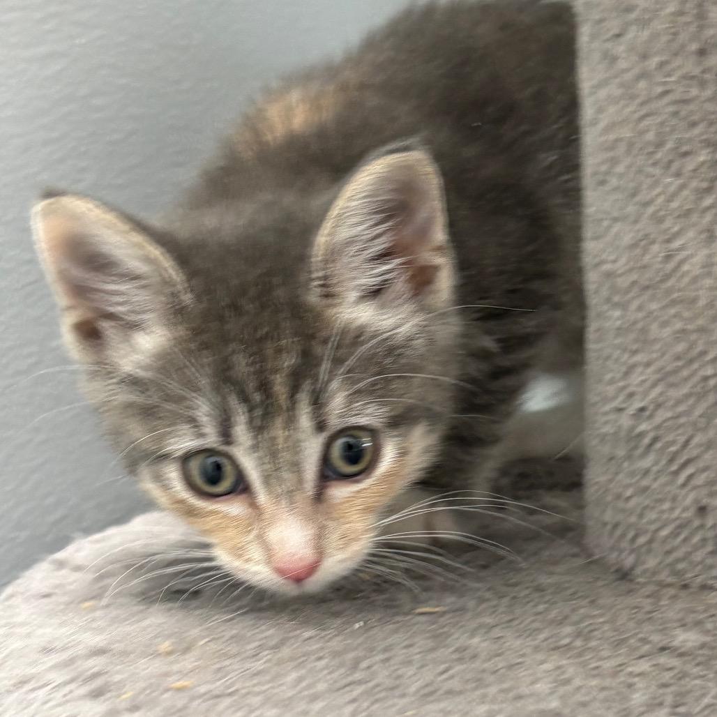 Enlarge Elsa, a Adoptable Domestic Medium Hair in Crookston, MN image 3/4