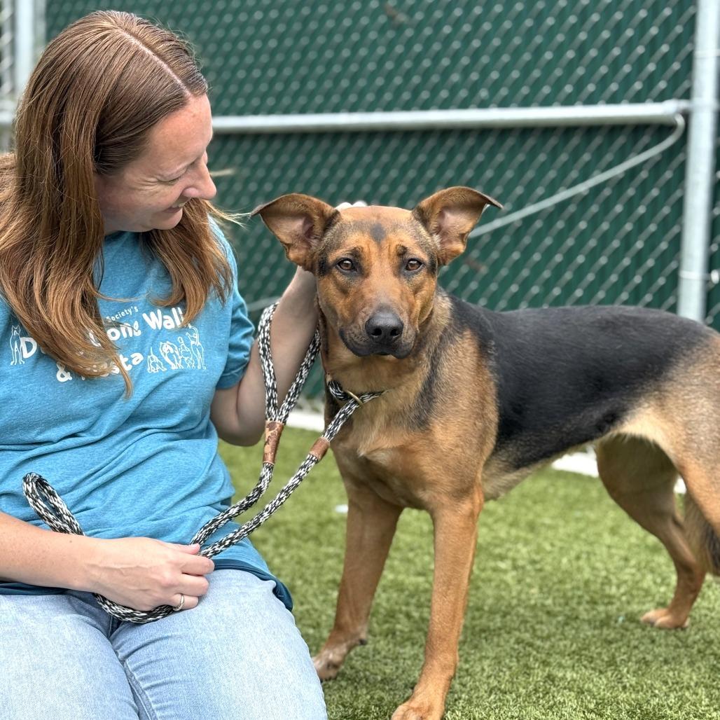 Marigold, Adoptable, Young Female German Shepherd Dog & Australian Shepherd.