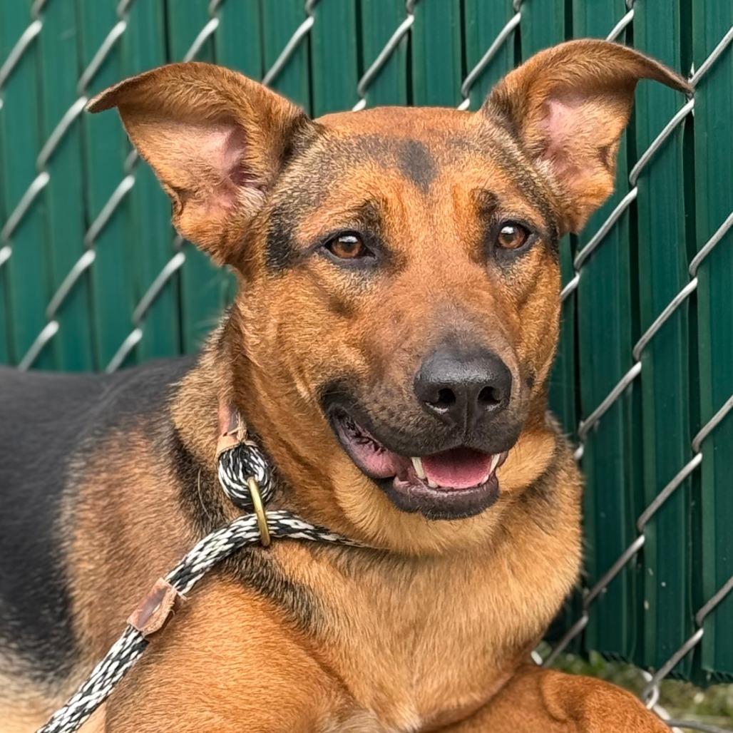 Marigold, a Adoptable mixed breed in Nashville, IN image 3/6
