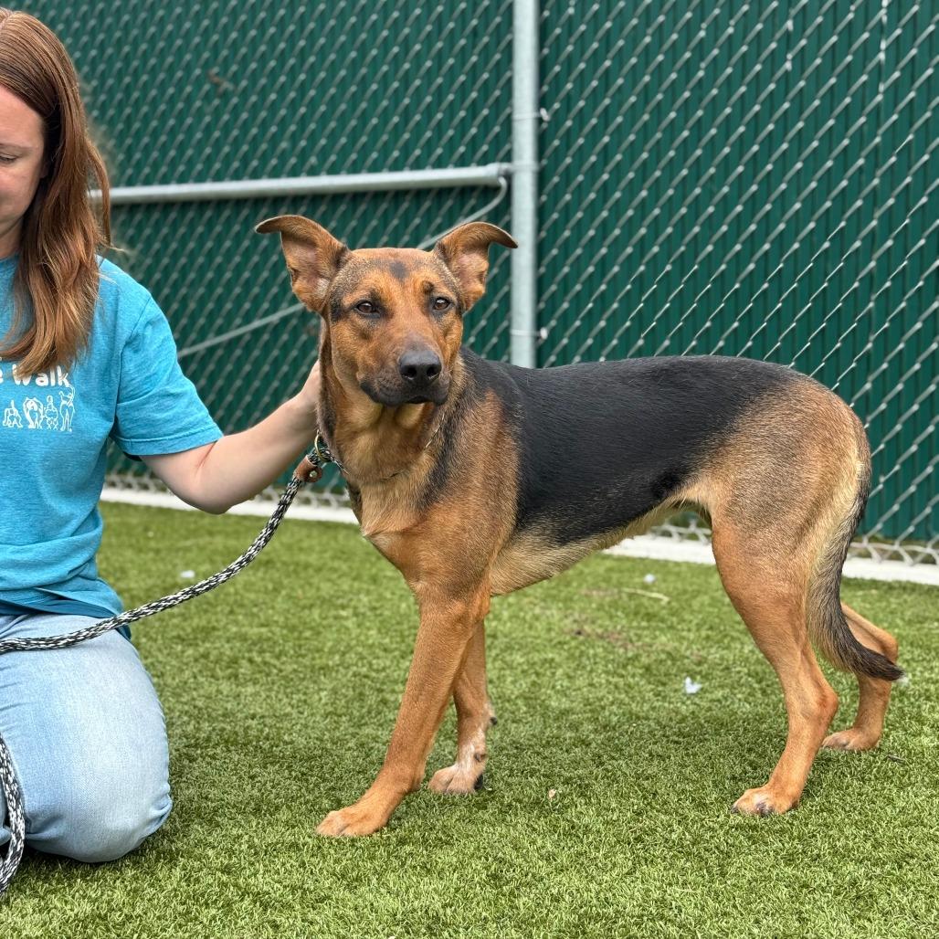 Marigold, a Adoptable mixed breed in Nashville, IN image 4/6